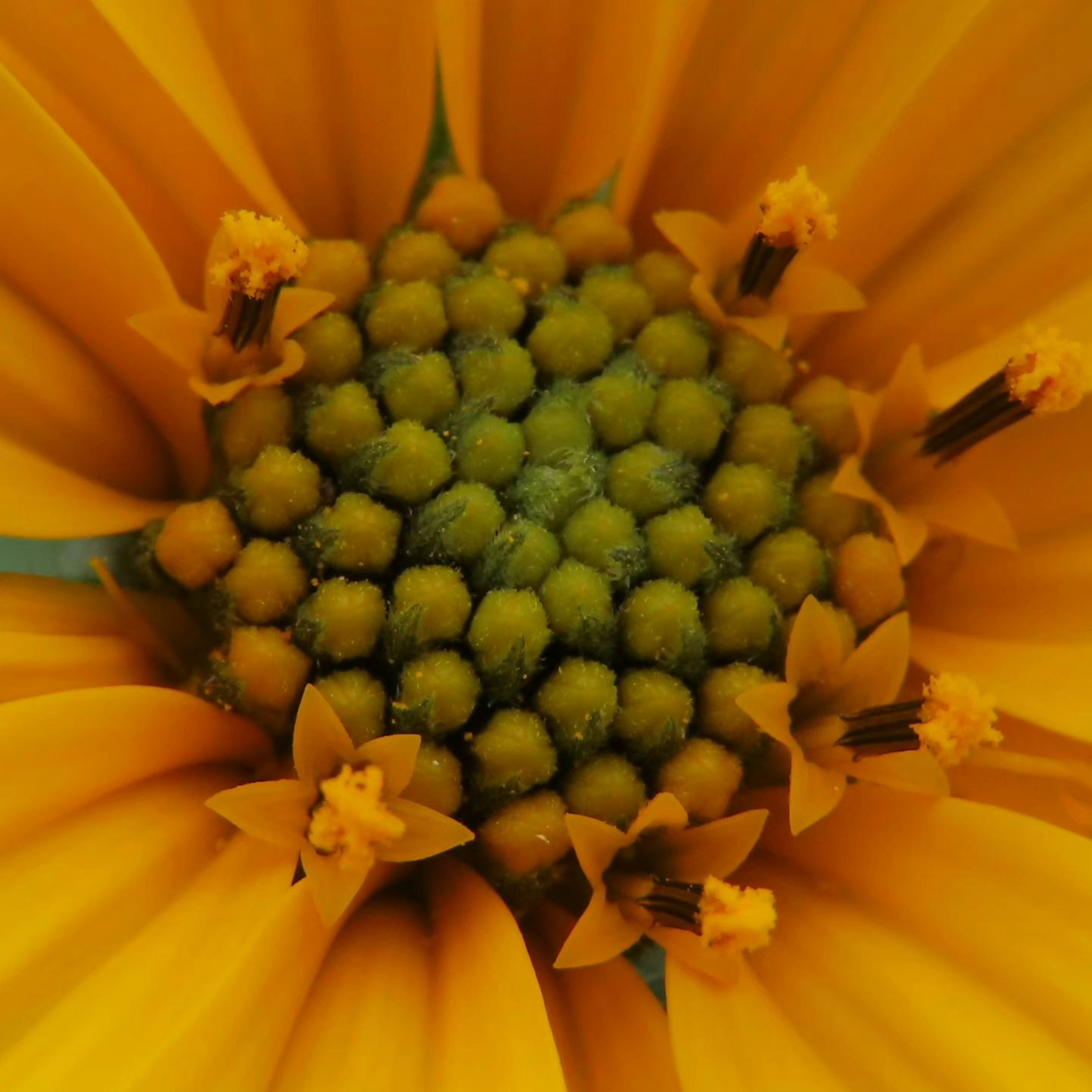 Close-up of a vibrant orange flower with a green center filled with pollen