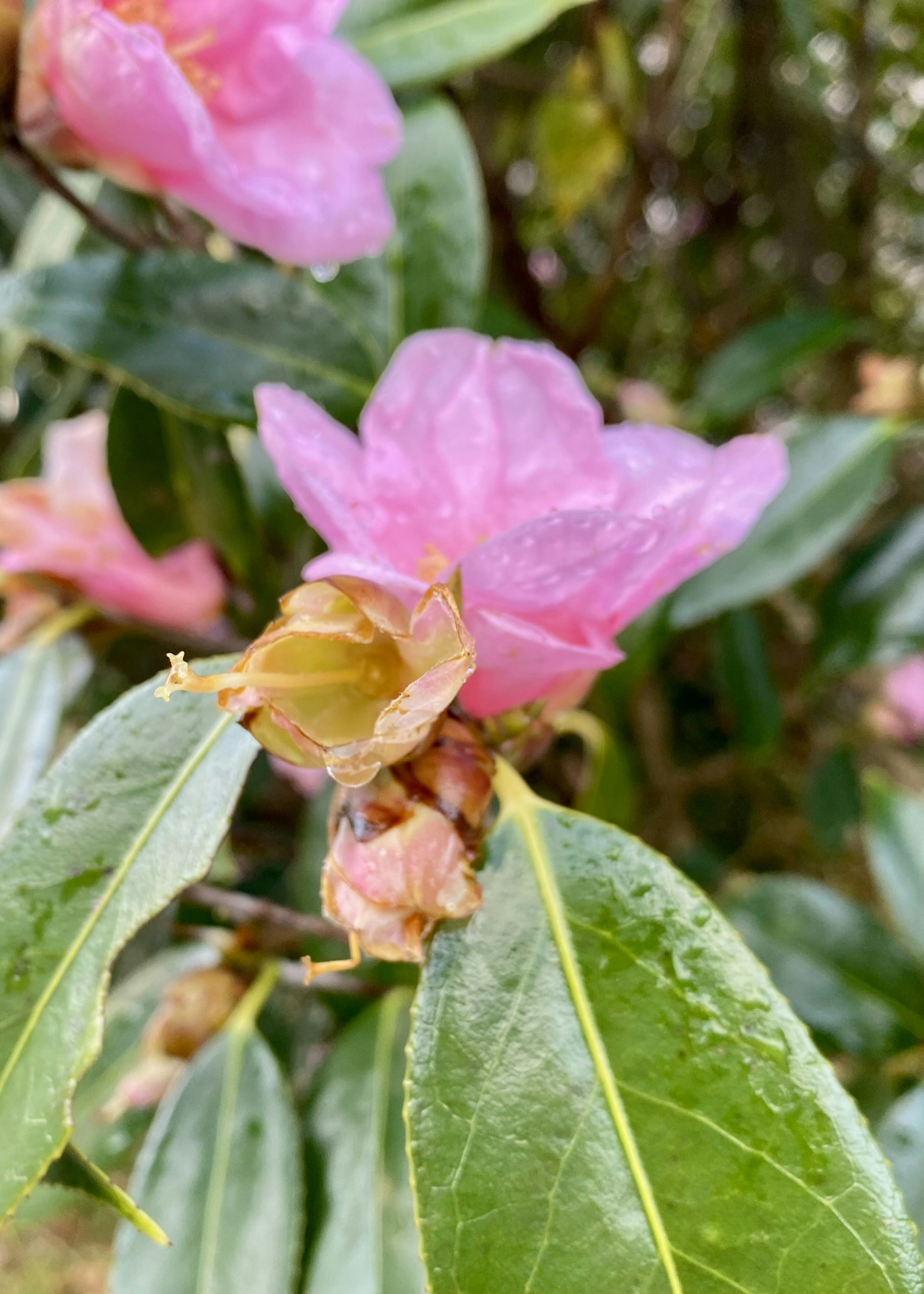 粉紅色花朵與綠色葉子的特寫