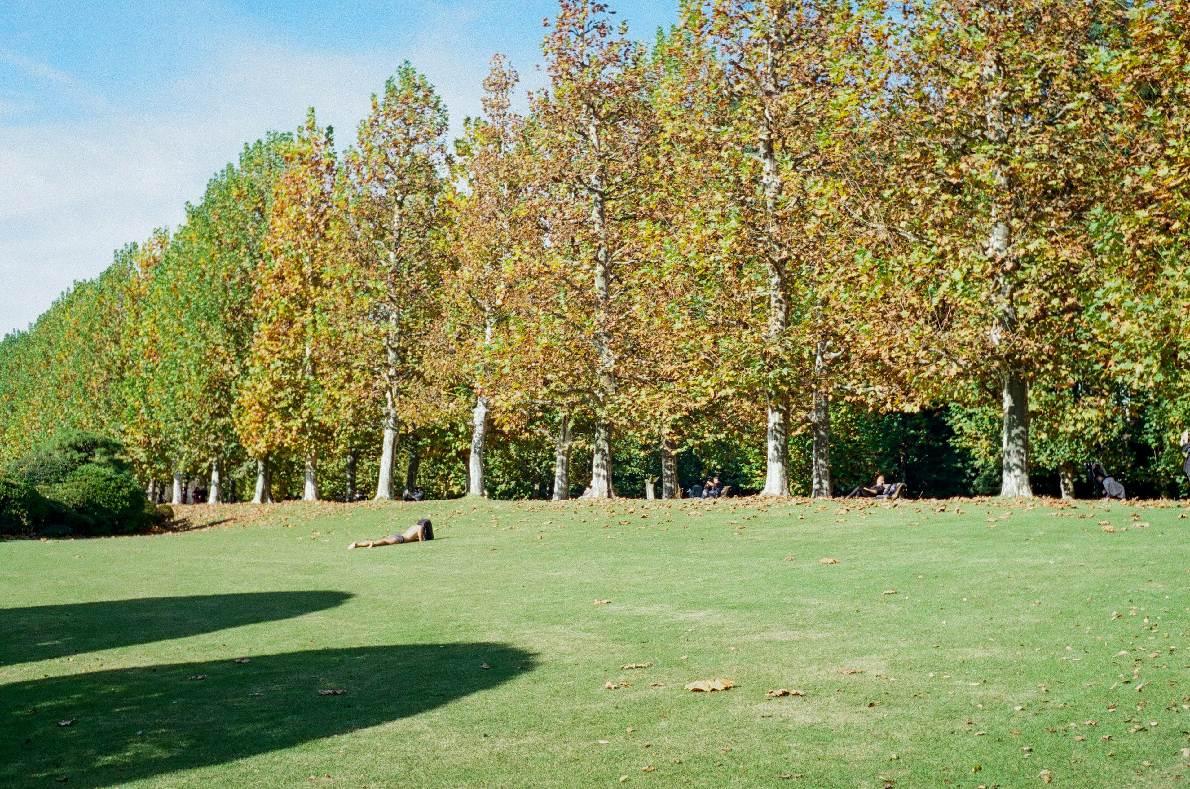 Reihe von Herbst-bunten Platane unter blauem Himmel