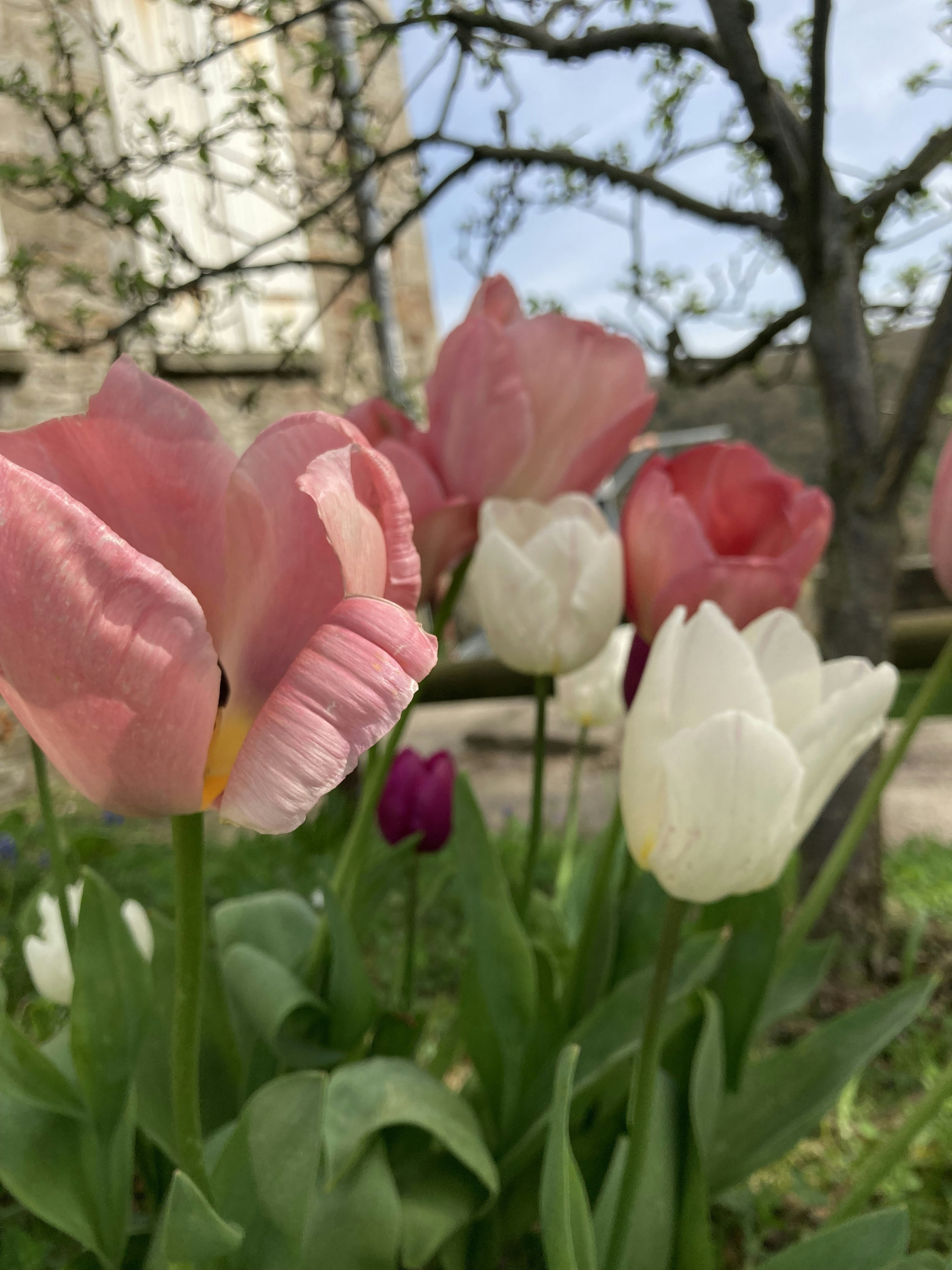 Pink and white tulips blooming in a garden setting