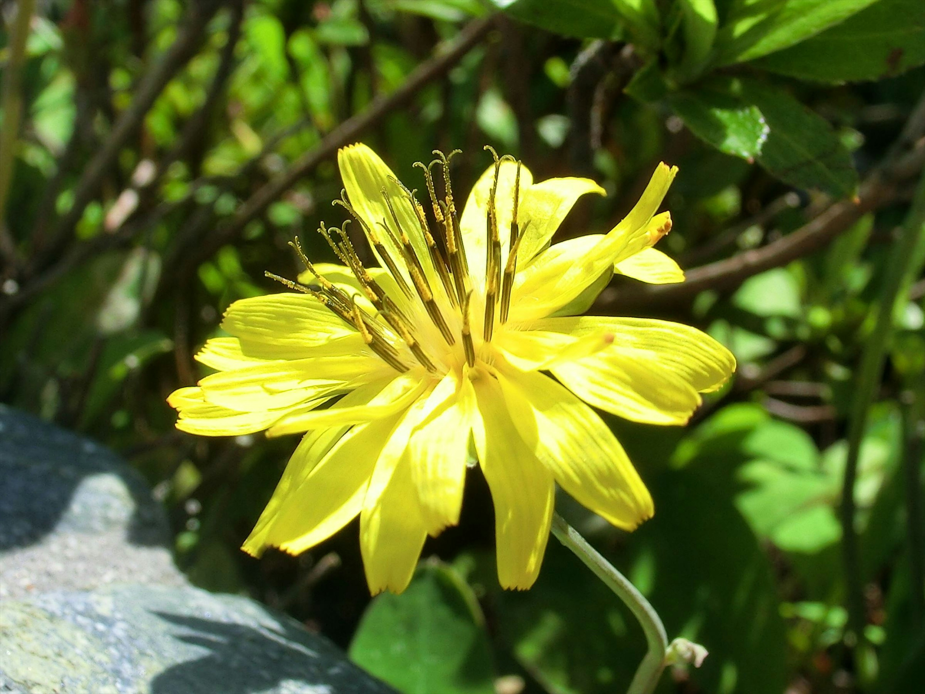 Eine lebhafte gelbe Blume umgeben von grünen Blättern