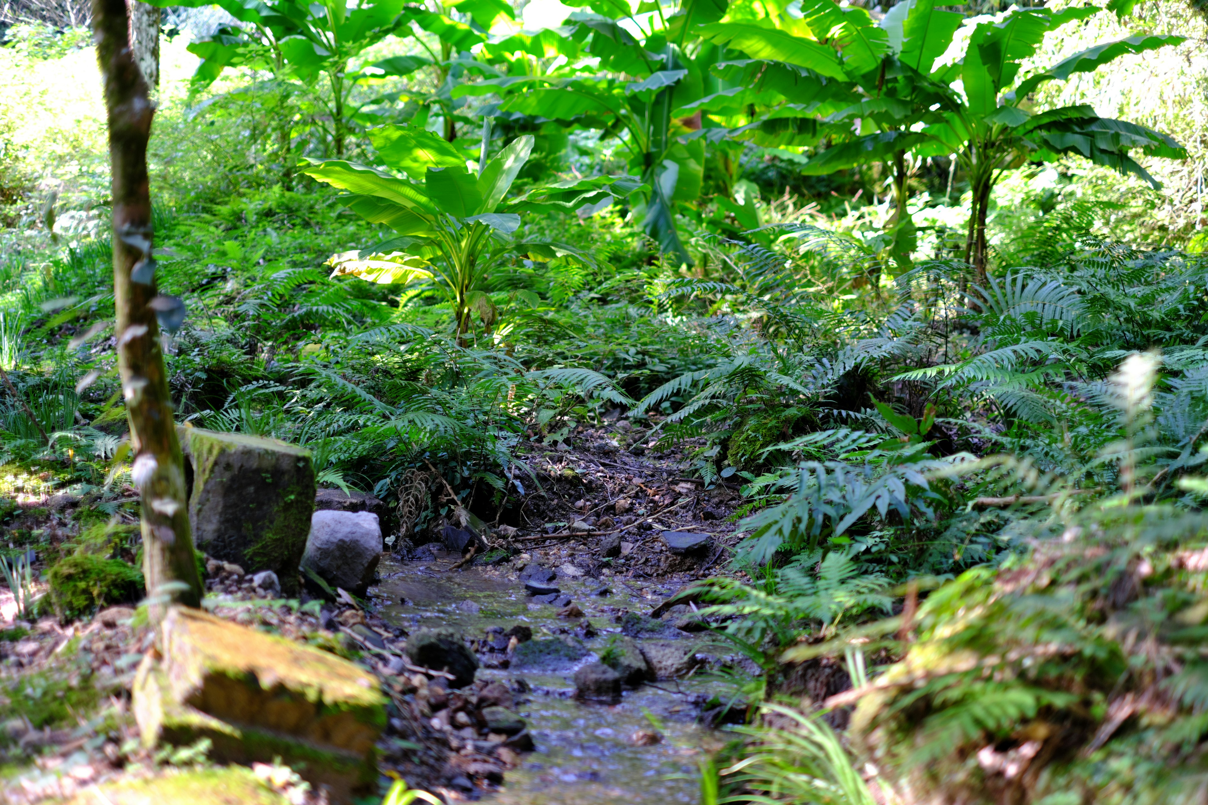 Sentier forestier luxuriant avec un ruisseau qui coule