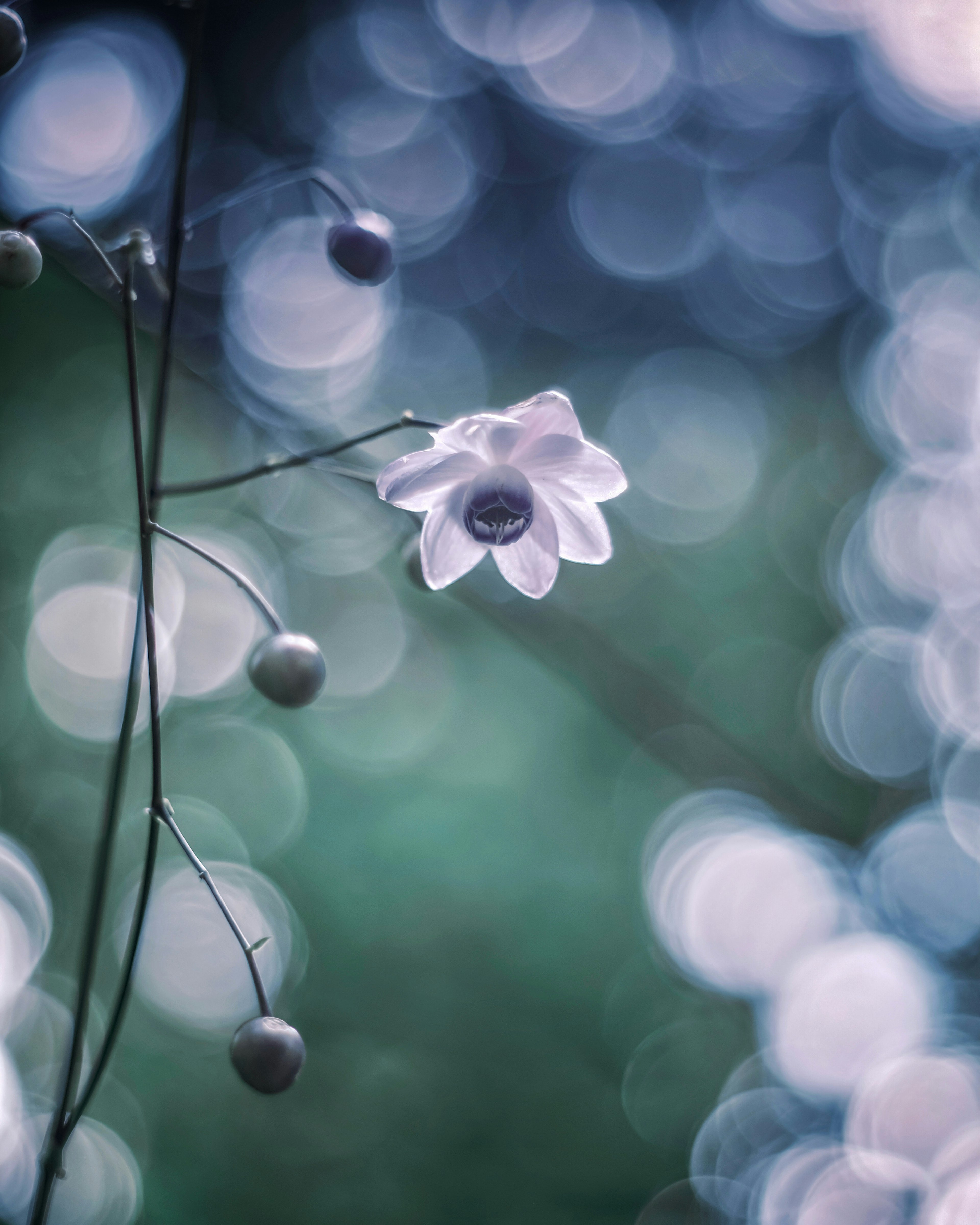 Flor delicada con un fondo desenfocado