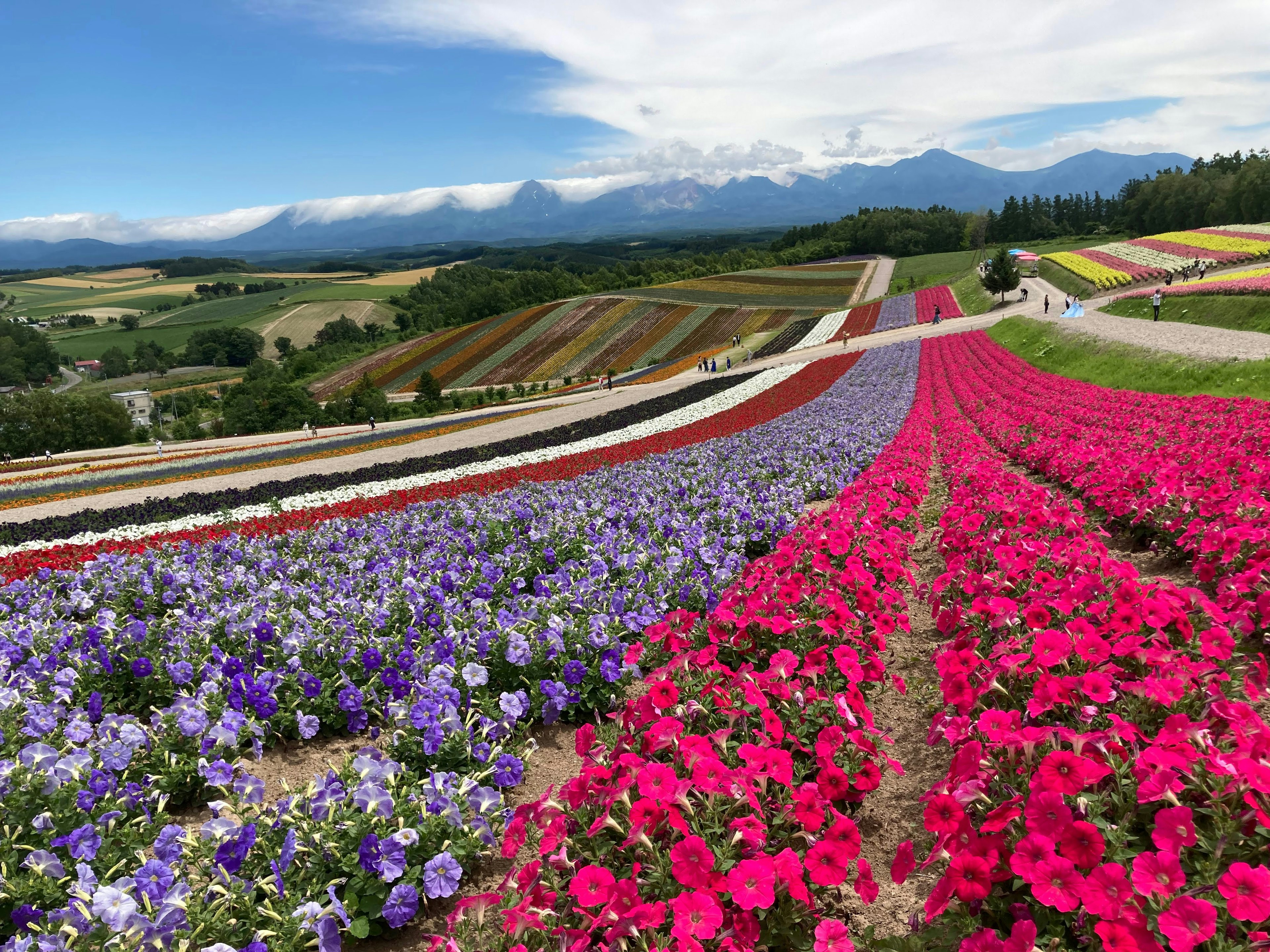 Campi di fiori vibranti con fiori colorati e montagne sullo sfondo