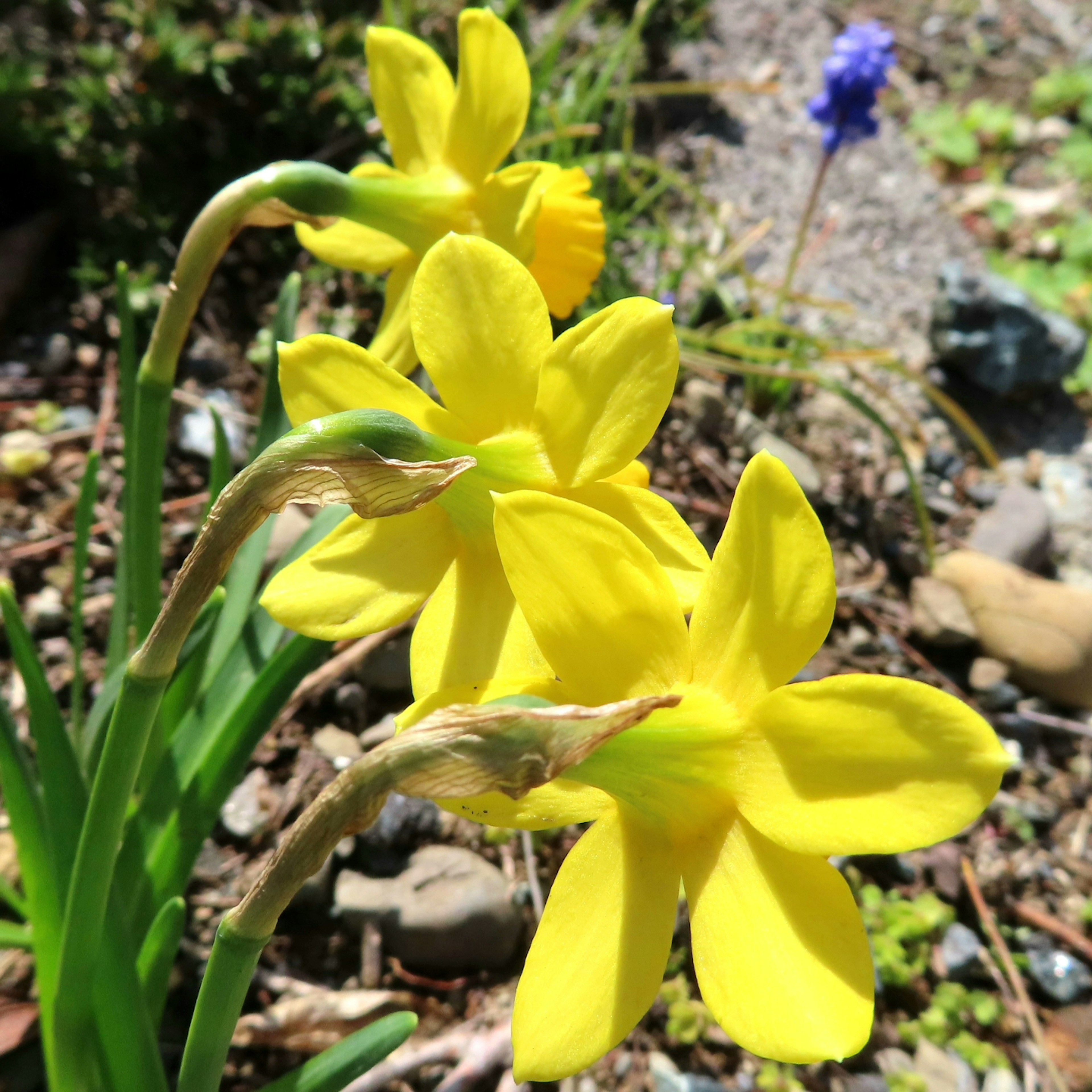 A cluster of yellow daffodil flowers in a garden setting