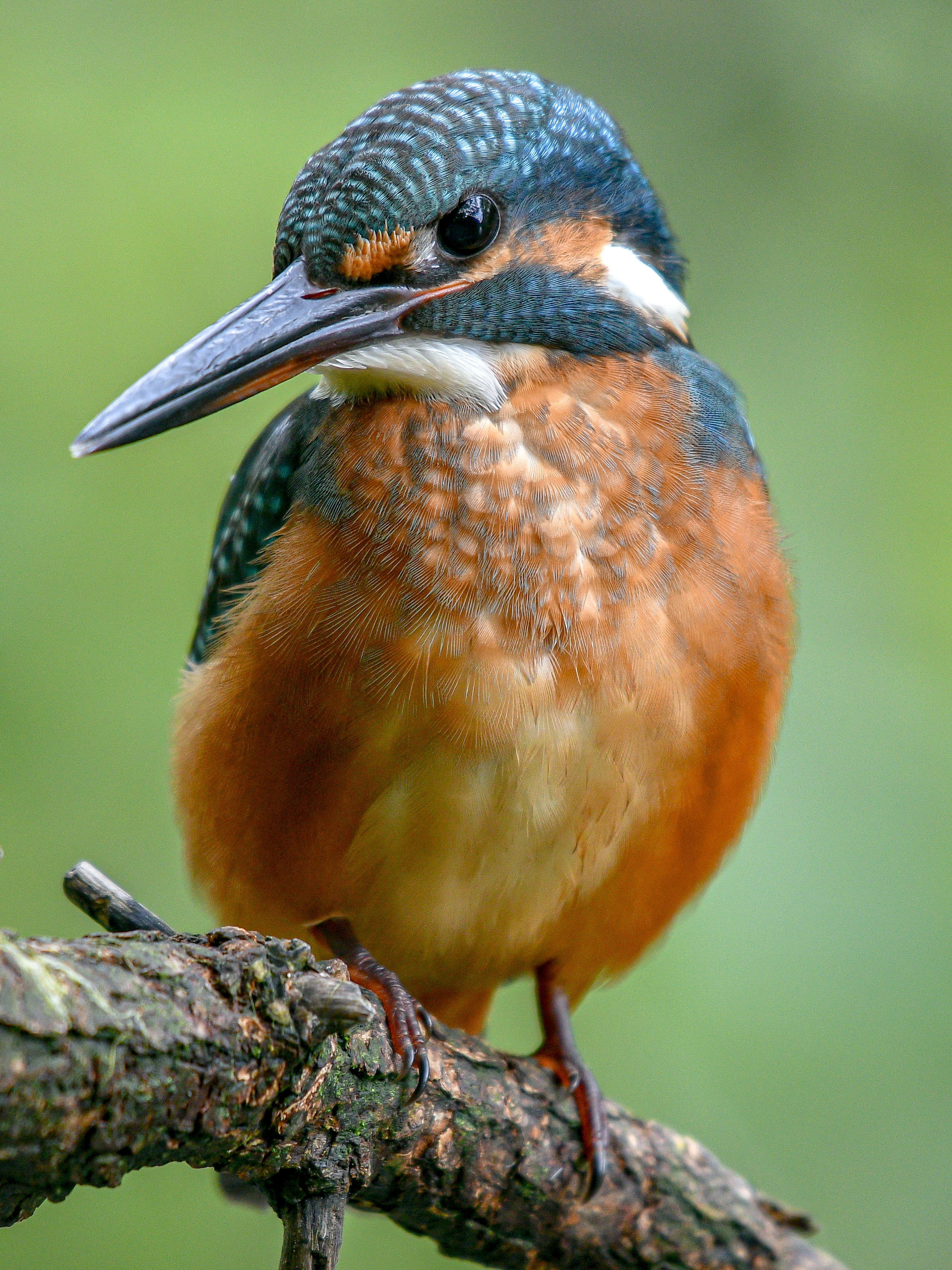 A kingfisher with a blue head and orange chest perched on a branch