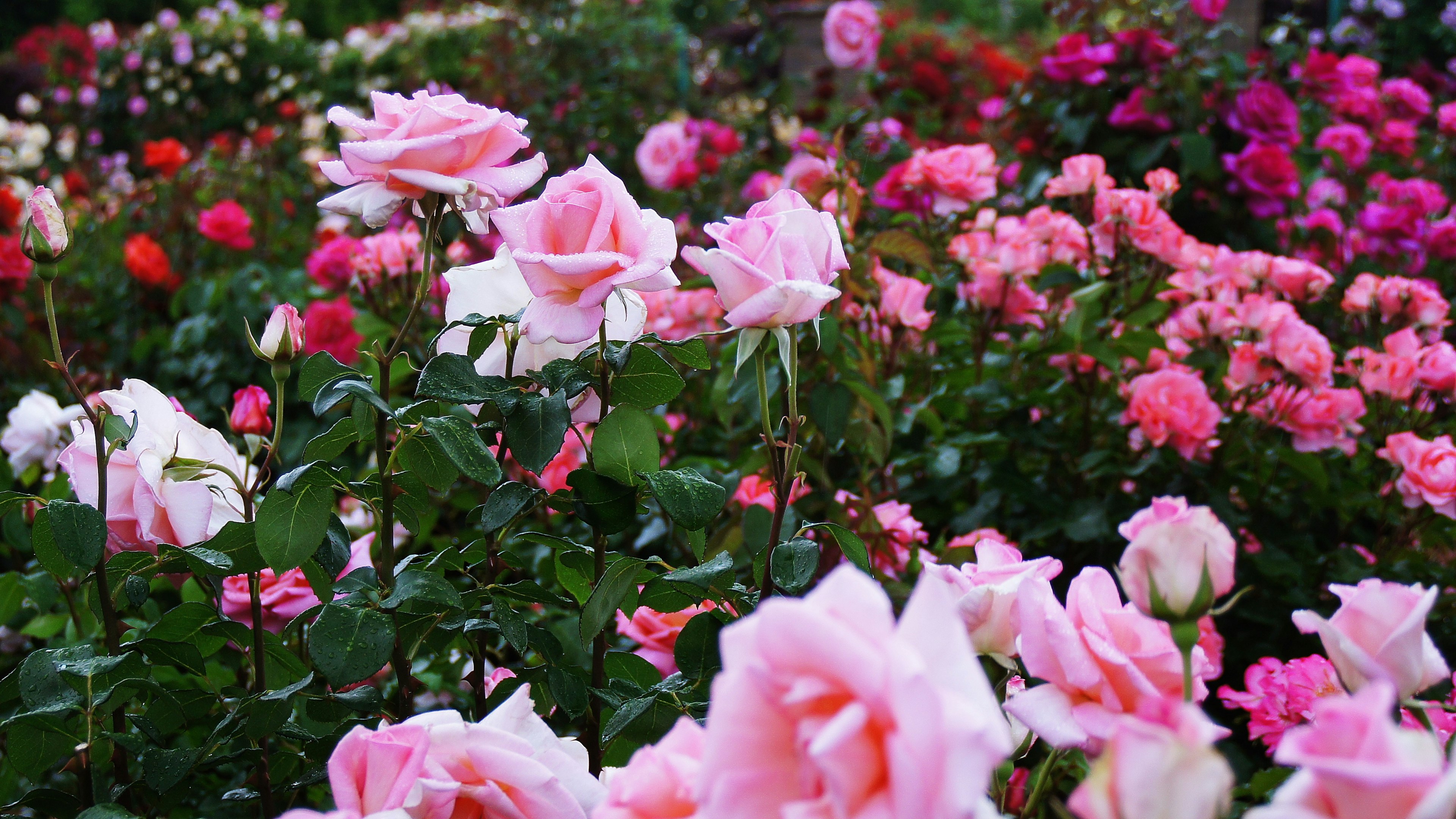 A vibrant flower garden filled with blooming roses