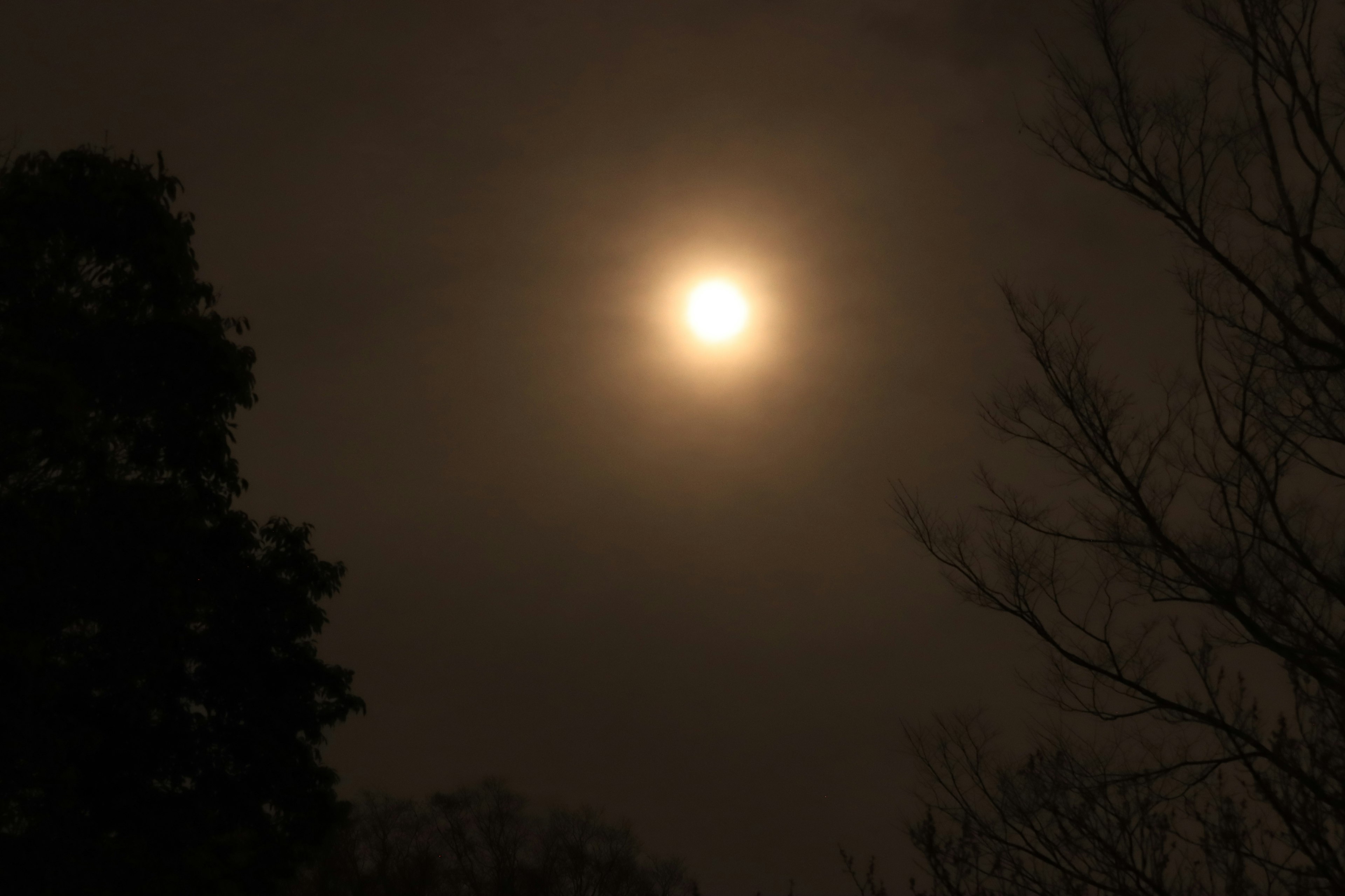 Bulan terang bersinar di langit gelap dikelilingi pepohonan