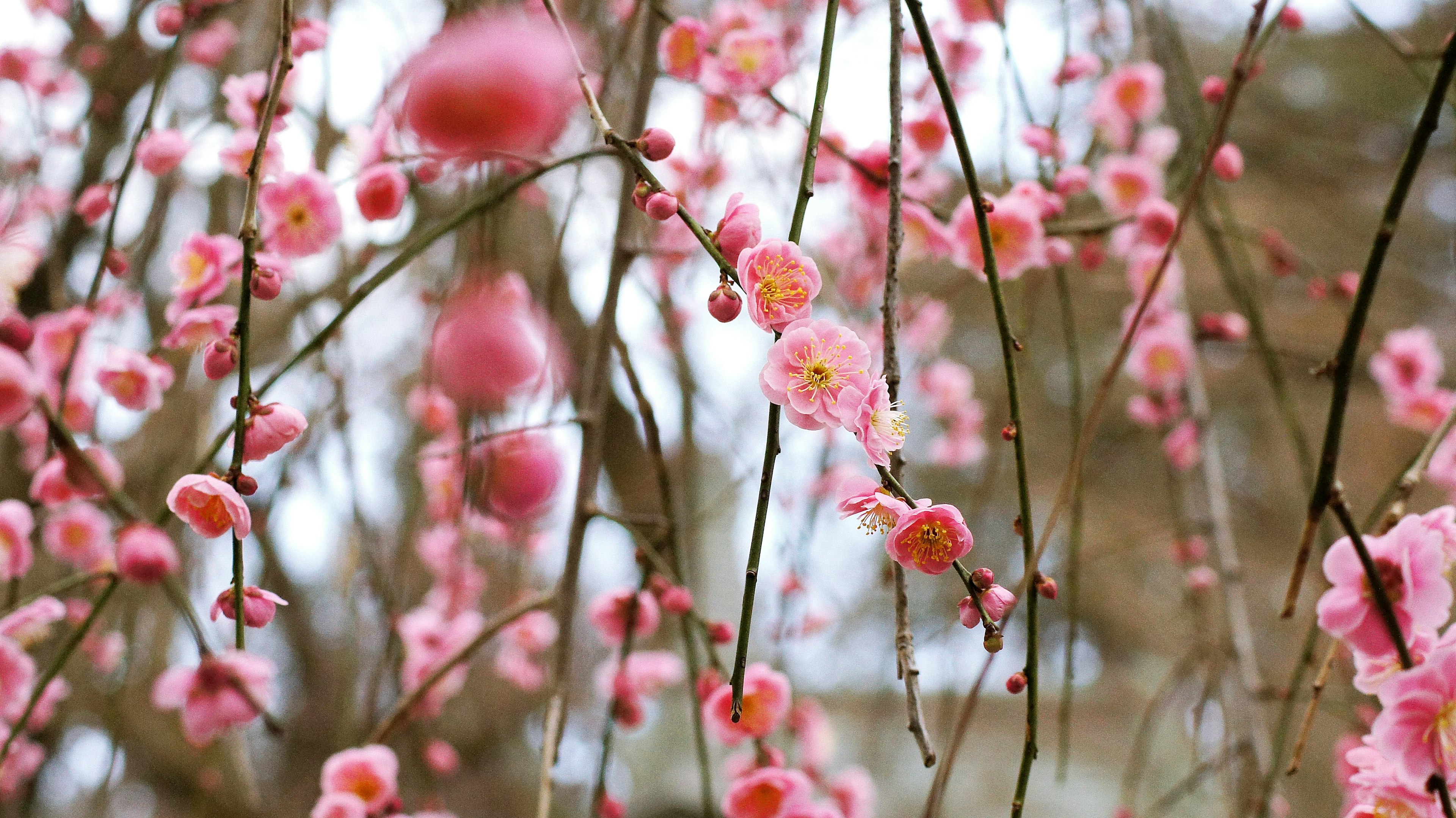 Close-up of blooming plum blossoms on branches