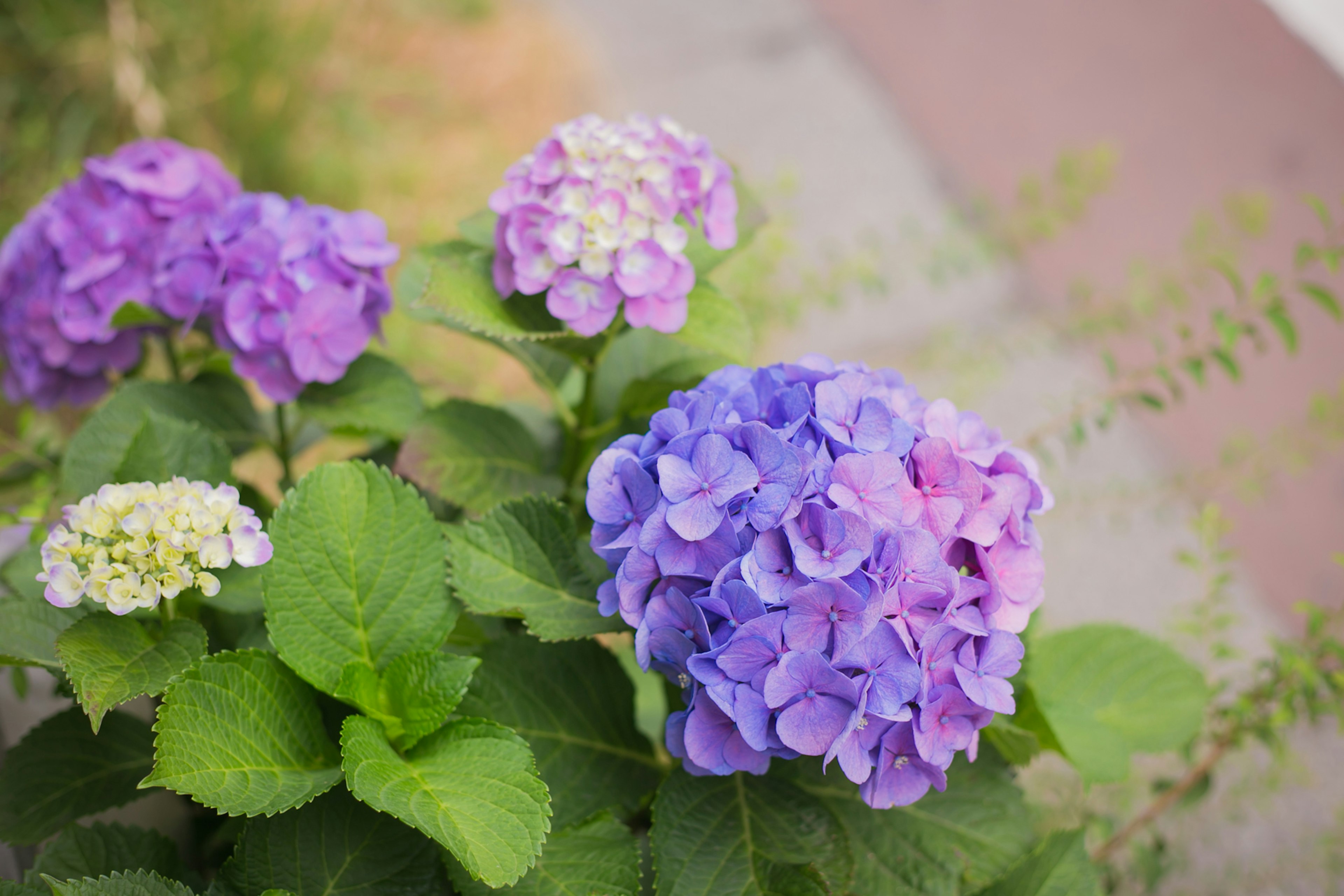 Colorful hydrangea flowers blooming near green leaves