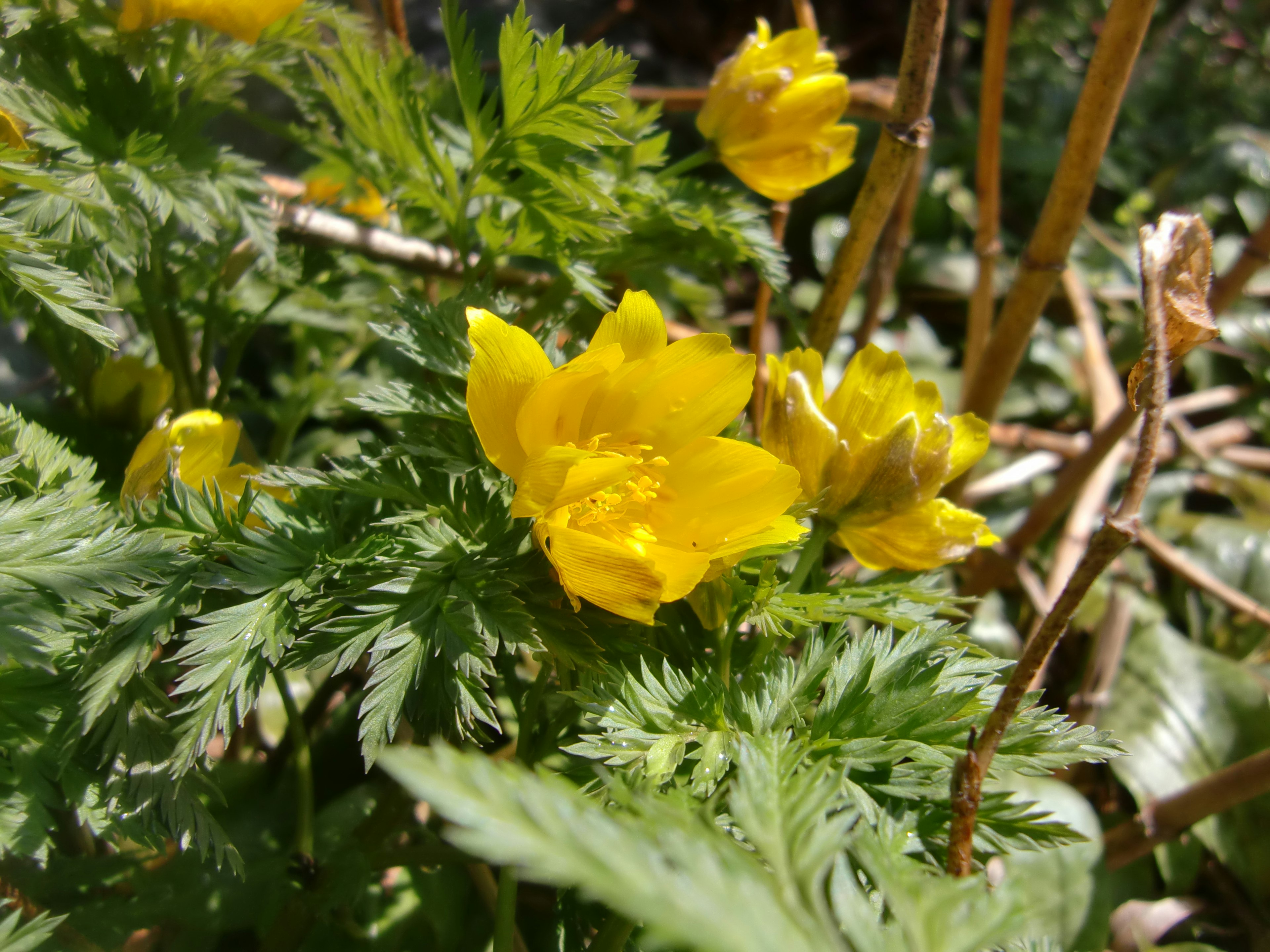 Primer plano de flores amarillas brillantes en una planta con hojas verdes