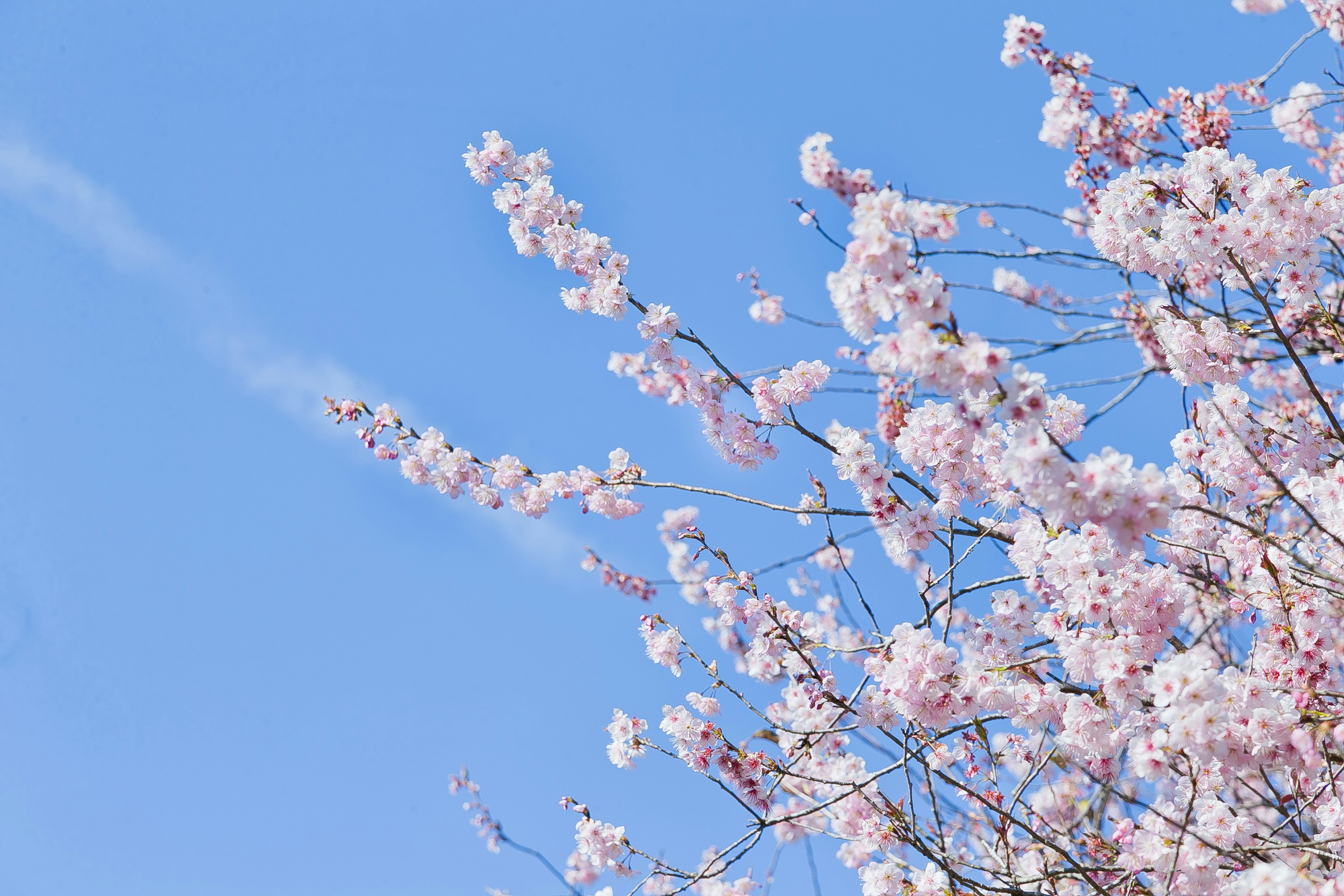 Ramas de cerezo en flor contra un cielo azul