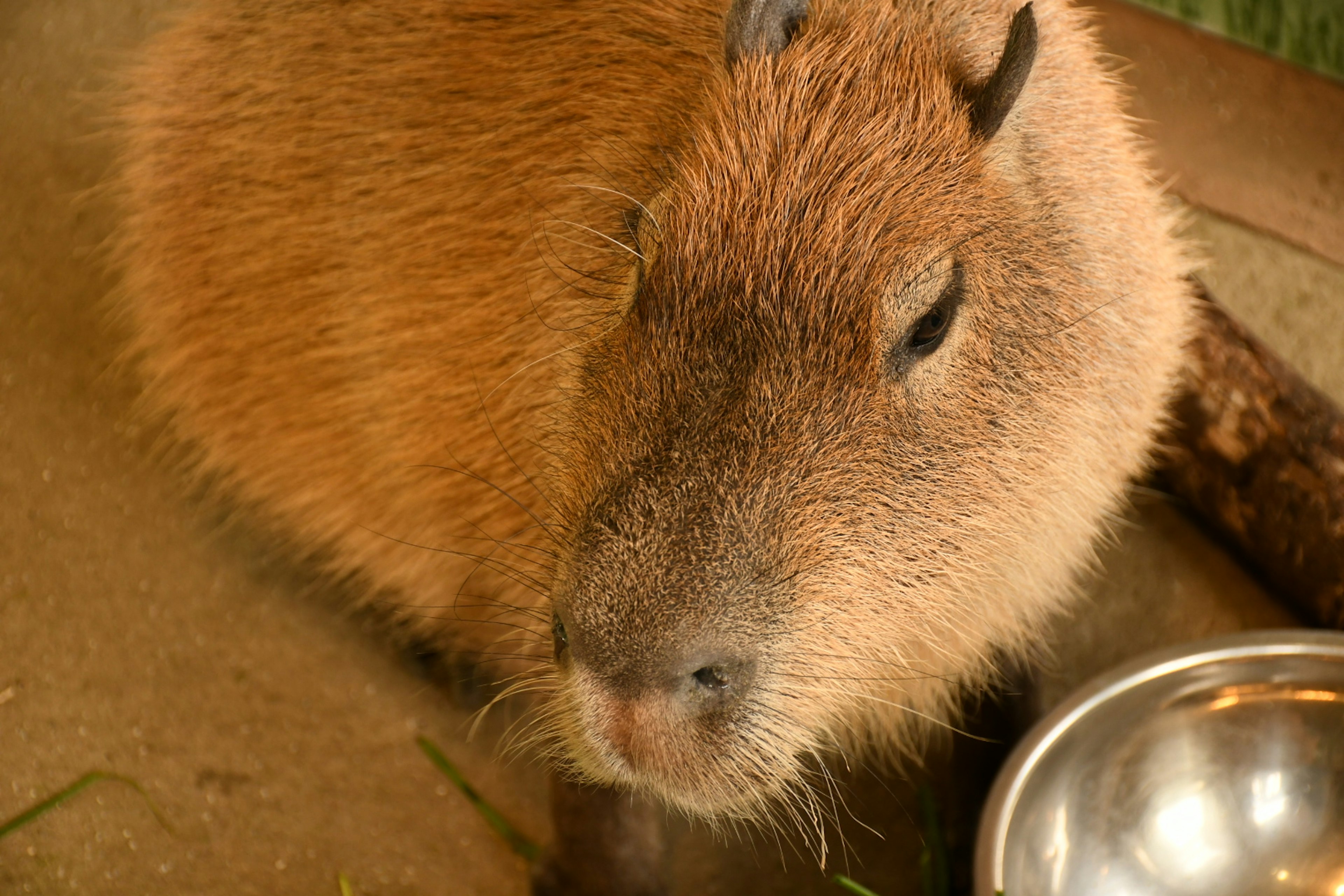 Capybara thư giãn gần một cái bát