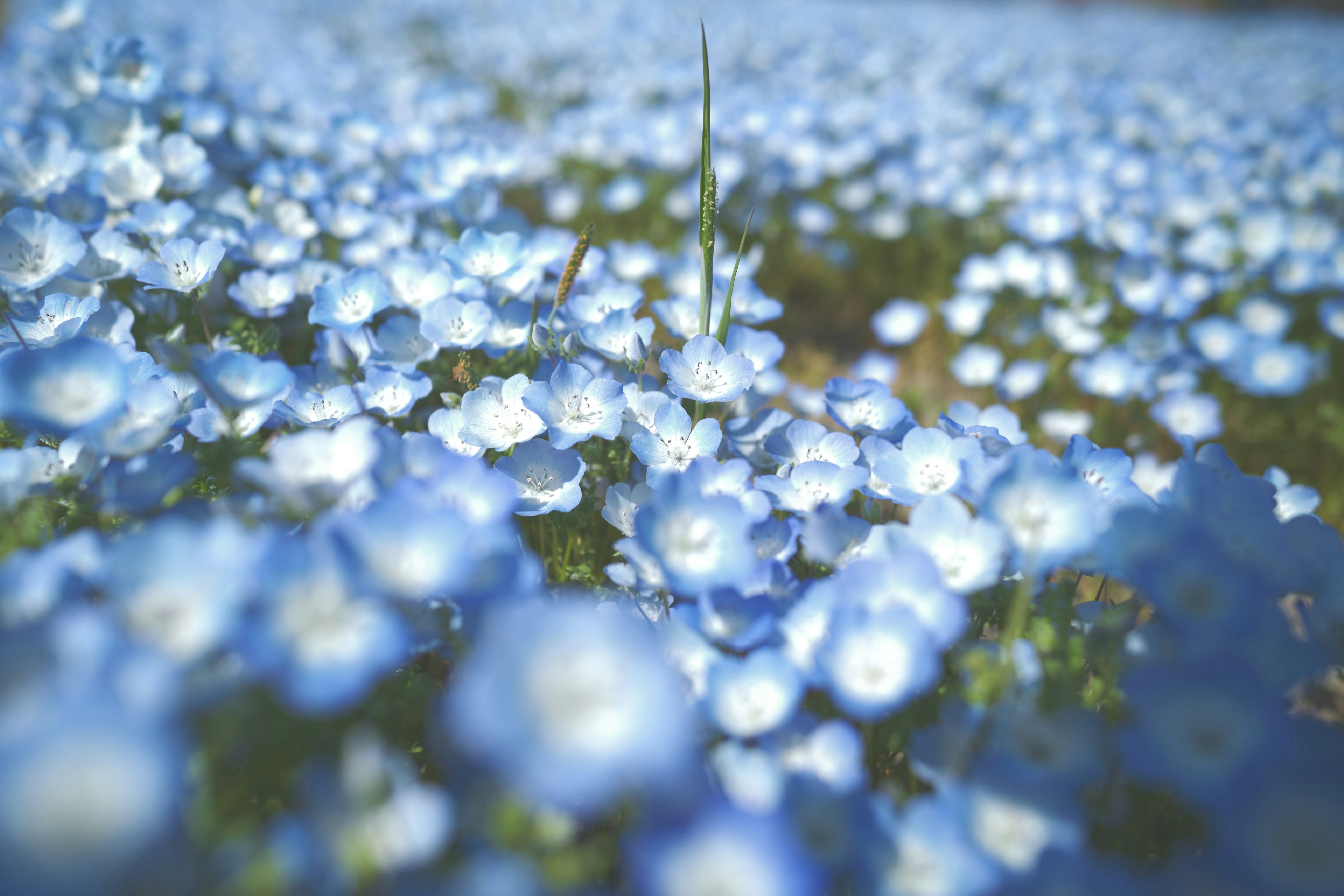 Eine wunderschöne Landschaft voller blühender blauer Blumen