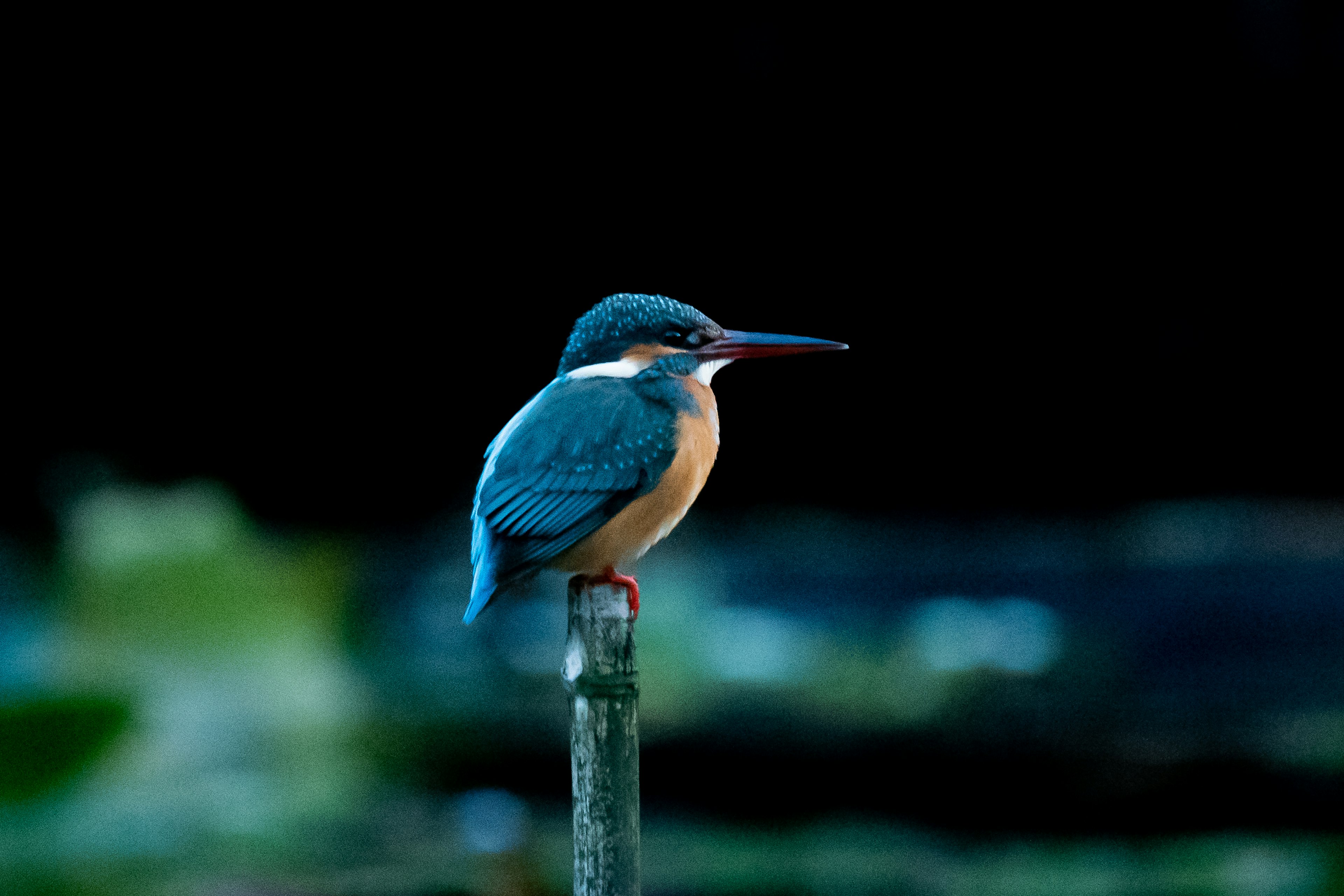 Un martinete con plumas azules y pecho naranja posado en un poste de madera