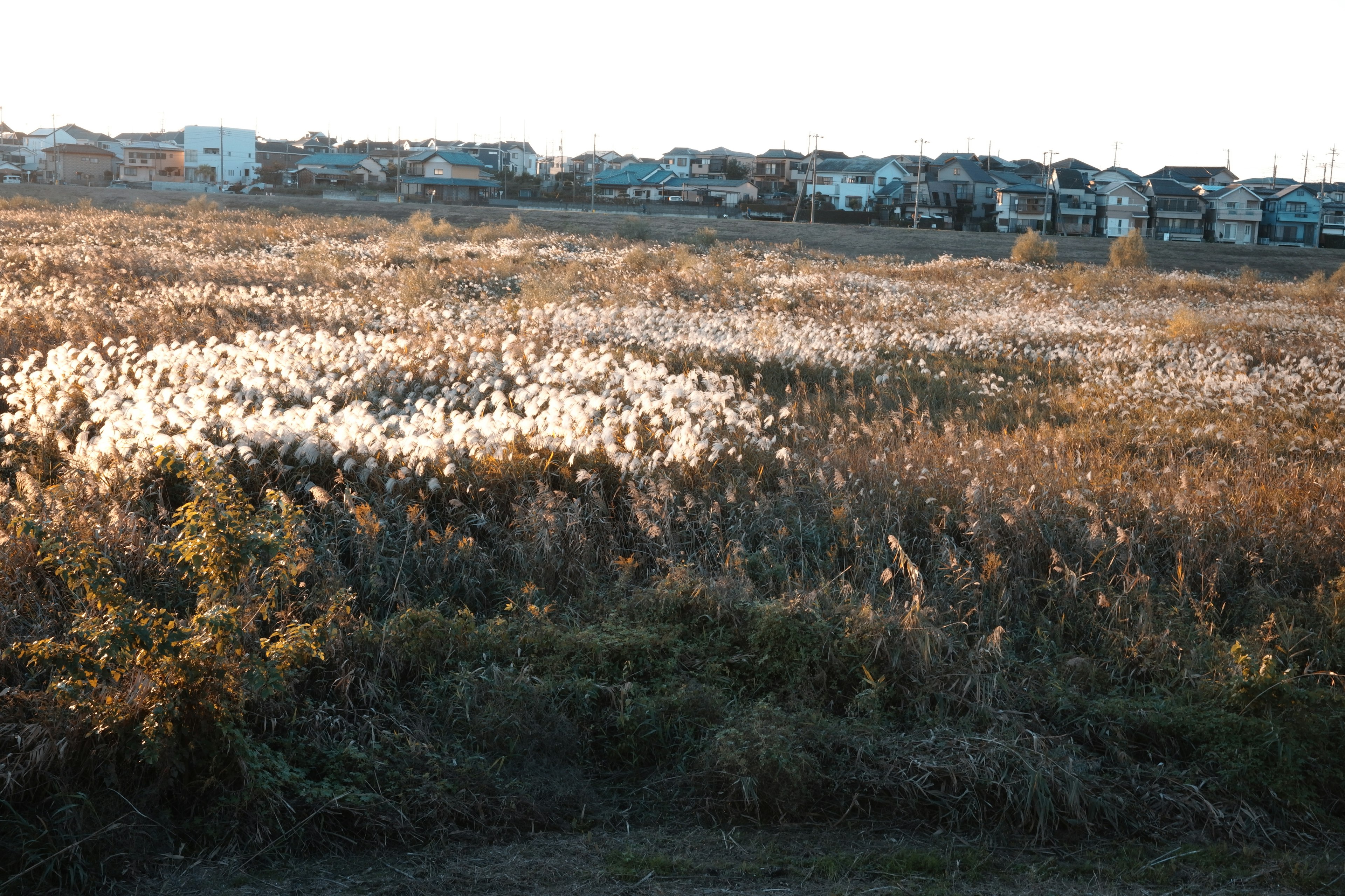 A wide grassland illuminated by soft evening light with houses in the background