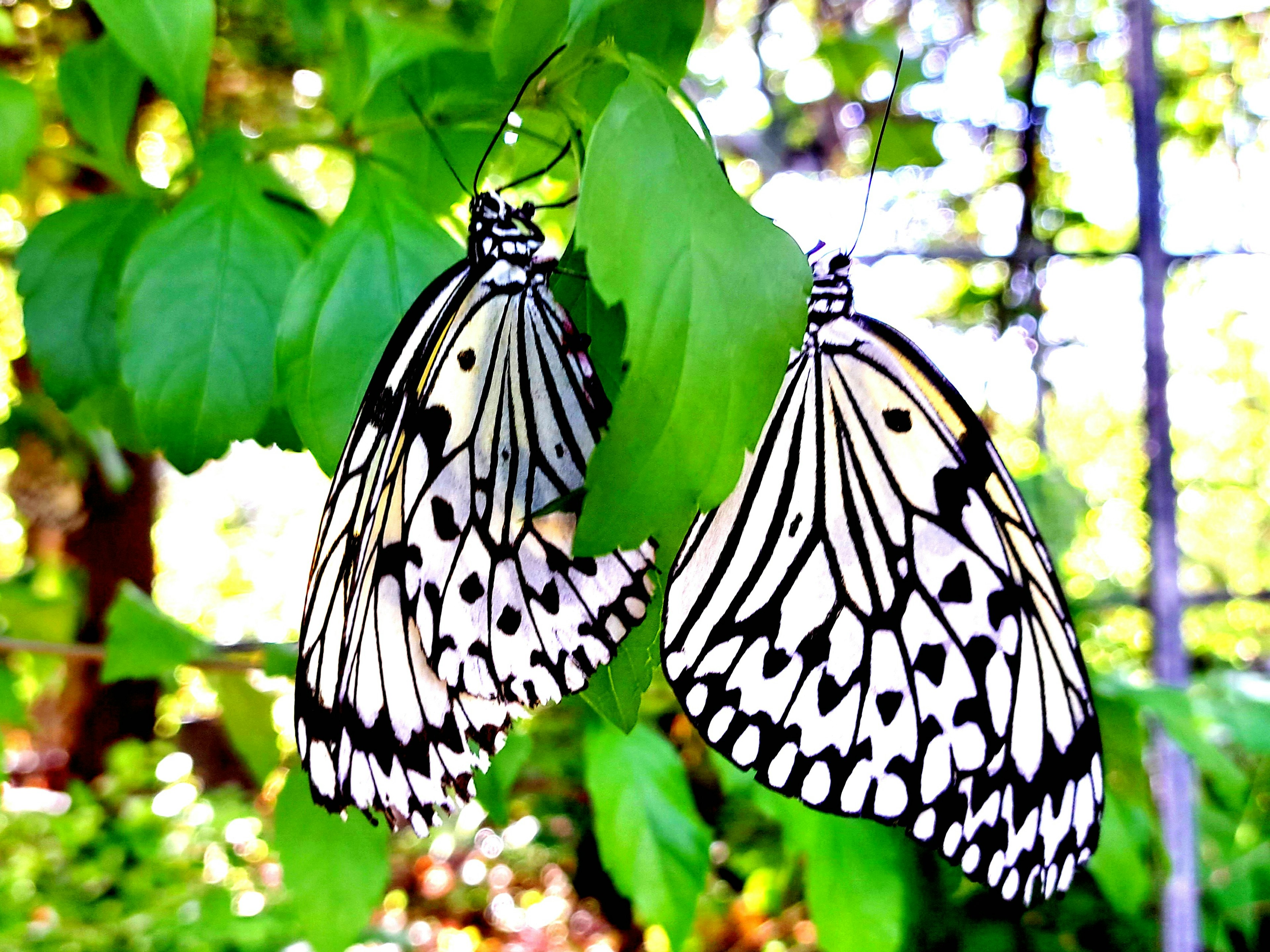 Two black and white butterflies resting on green leaves