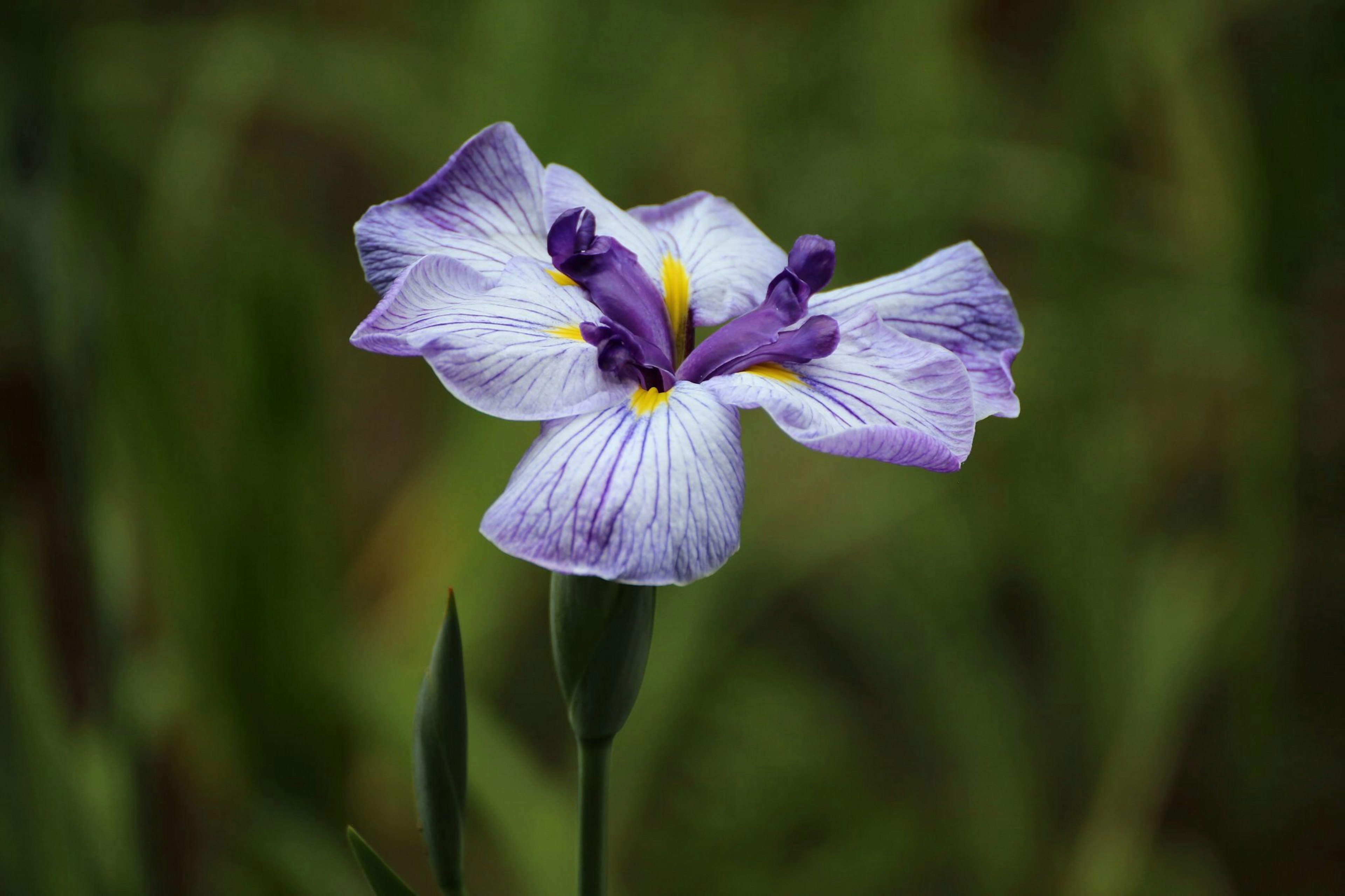 Beautiful iris flower with purple petals