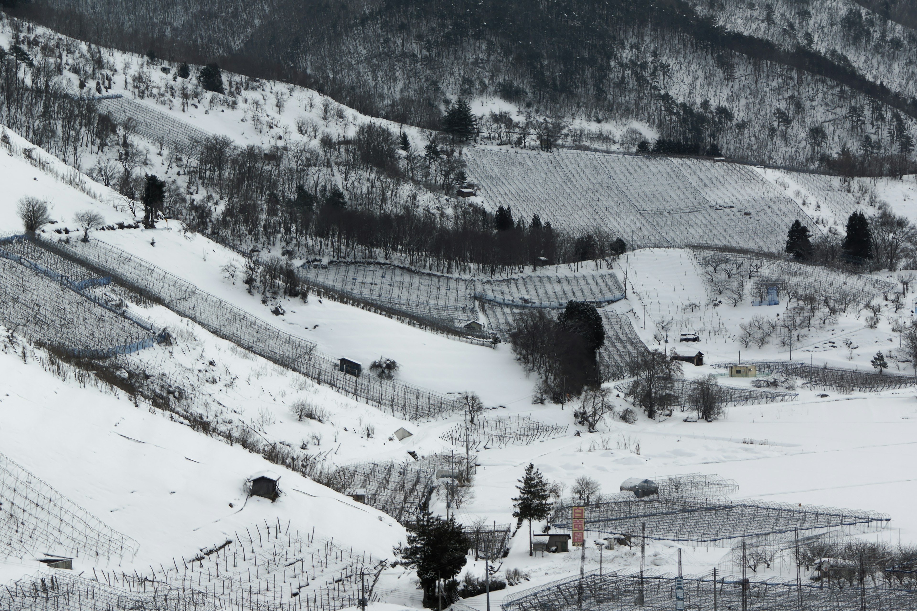 Snow-covered hills with vineyards and trees