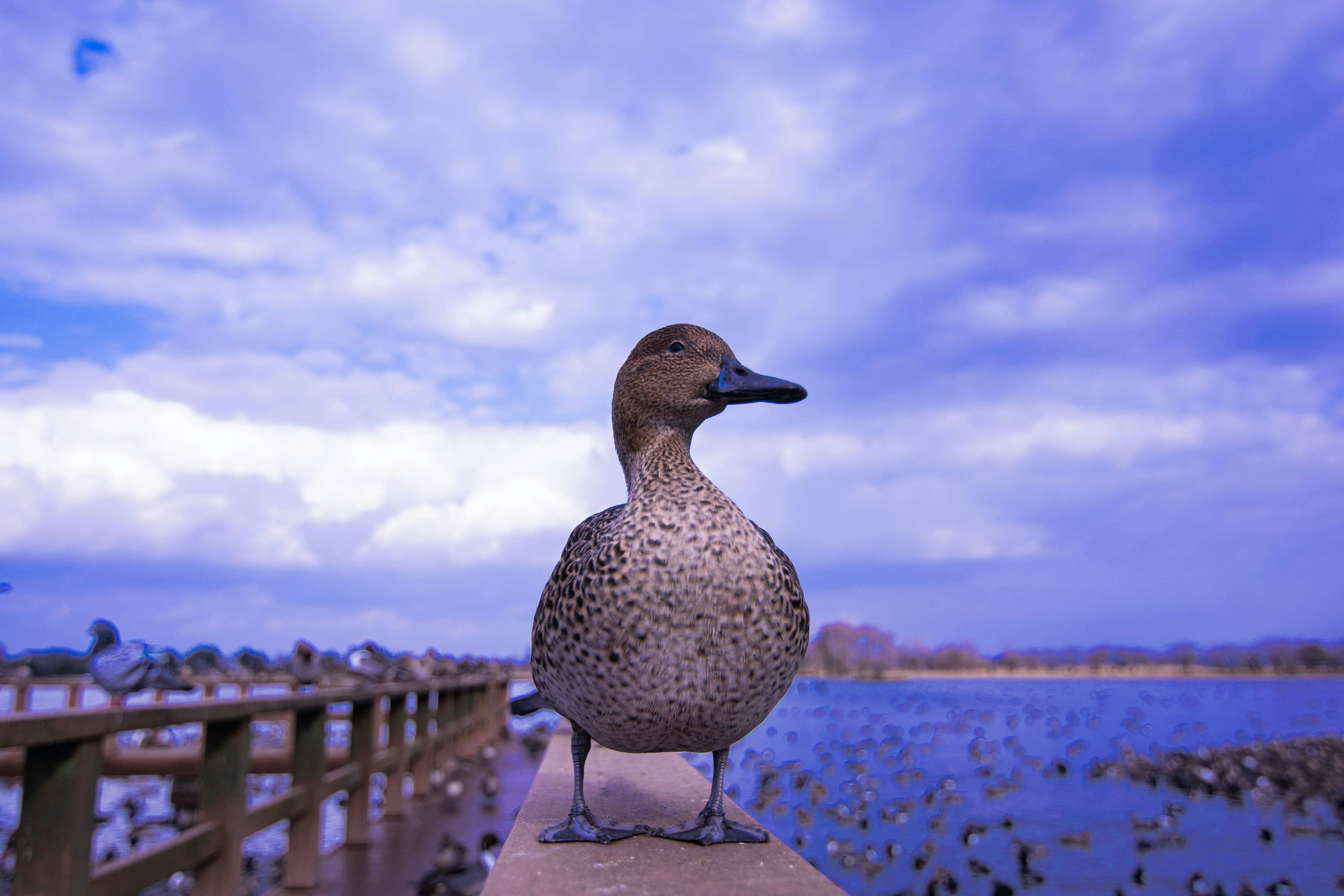 Profile of a duck standing by the water under a blue sky