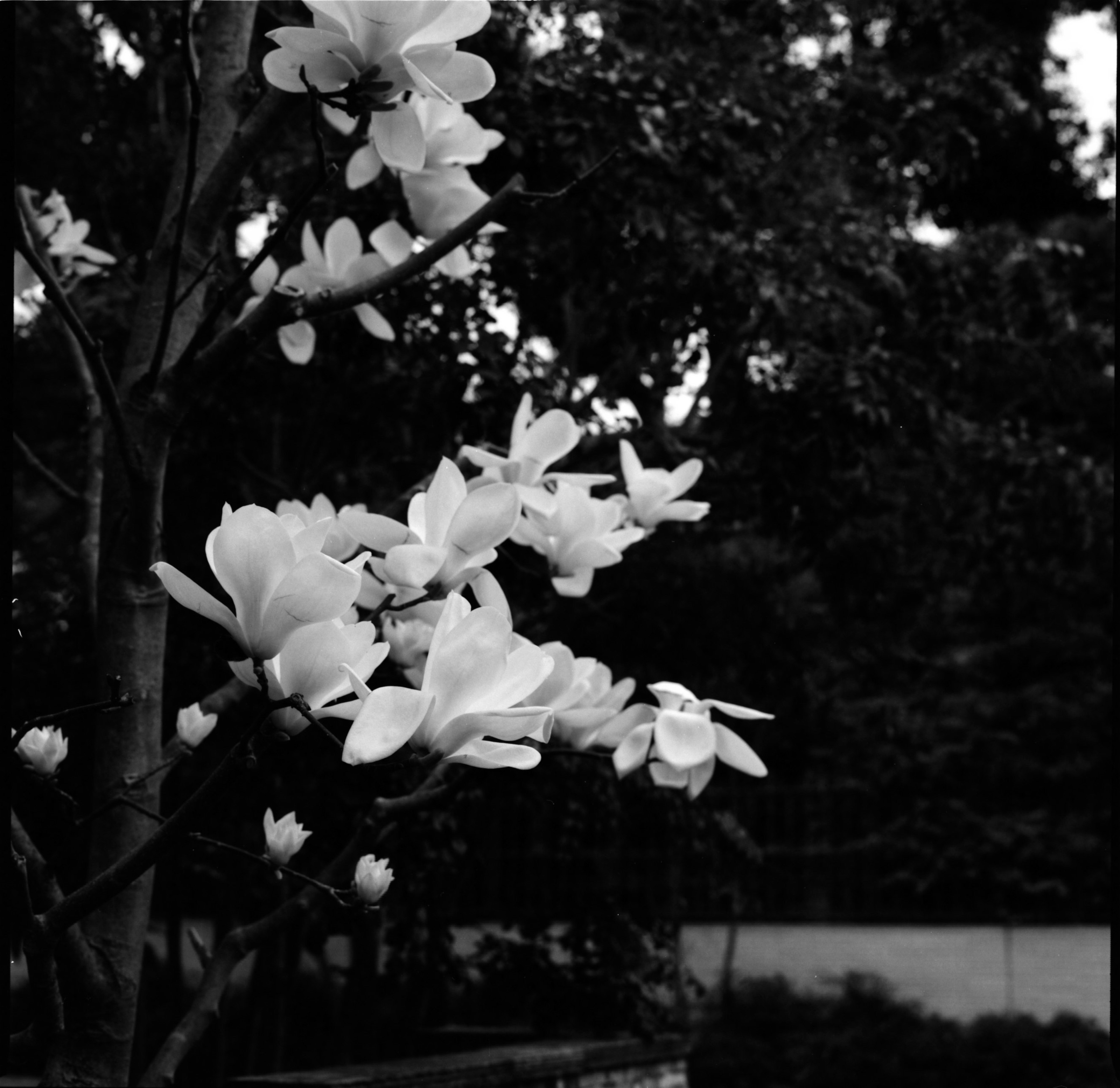 Close-up of white magnolia flowers against a blurred dark background