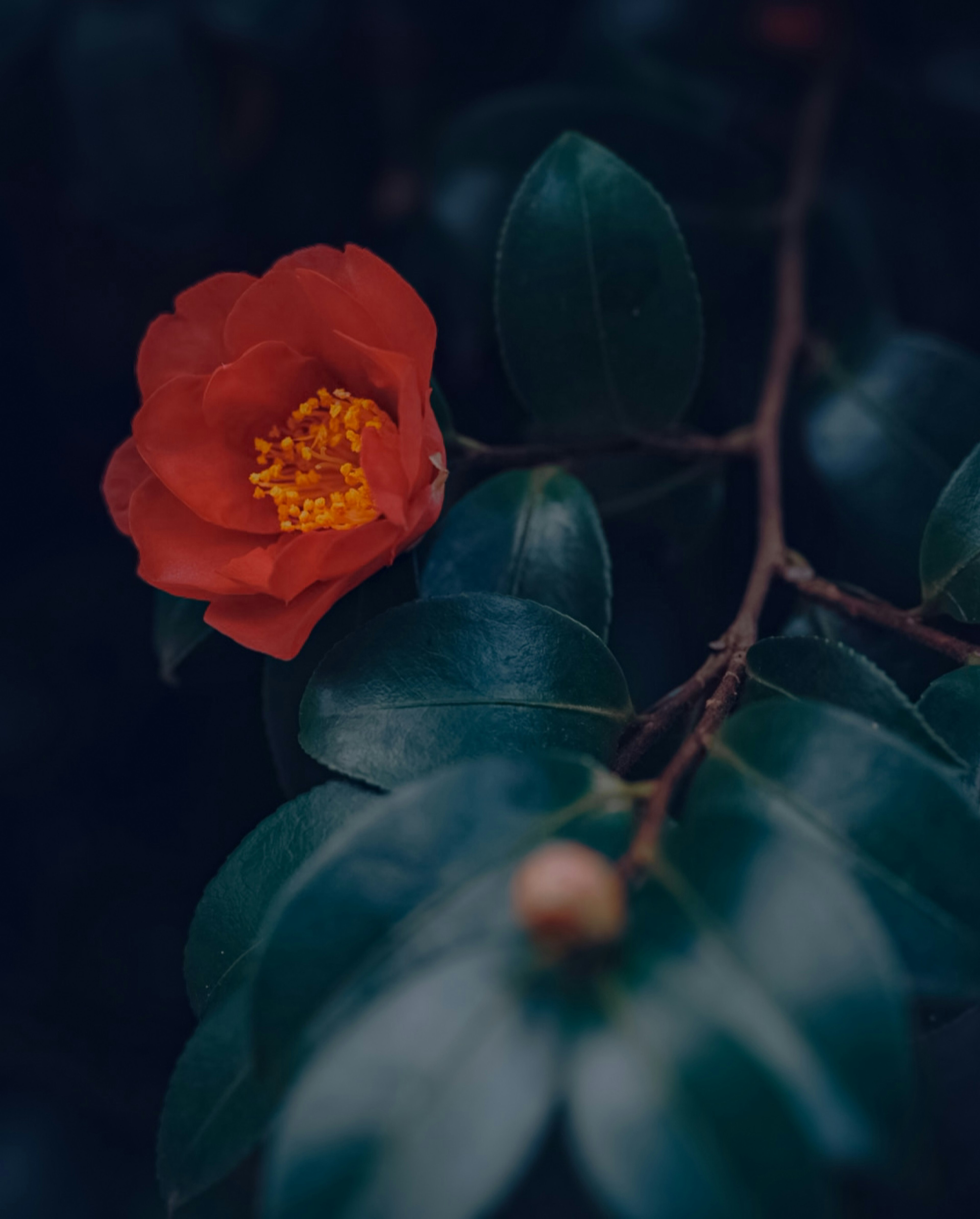 Nahaufnahme einer roten Blume mit gelben Staubblättern, umgeben von dunkelgrünen Blättern