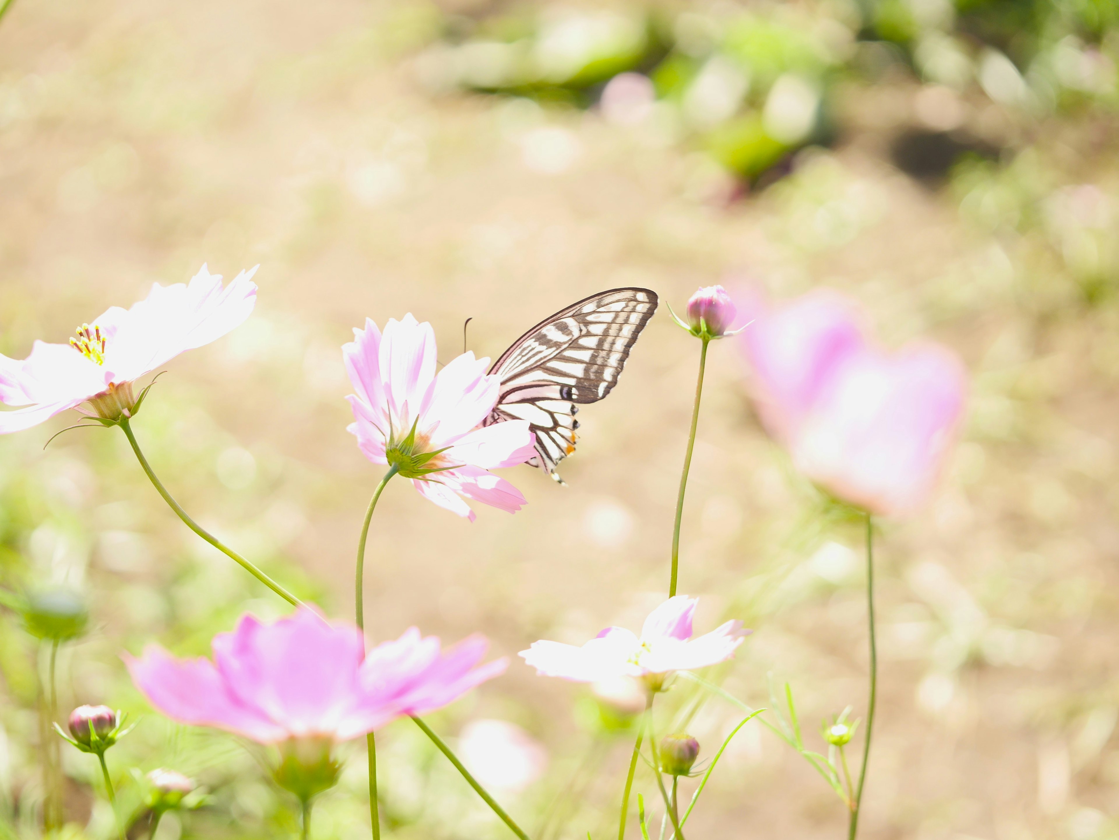 Detailliertes Bild eines Schmetterlings auf rosa Blumen