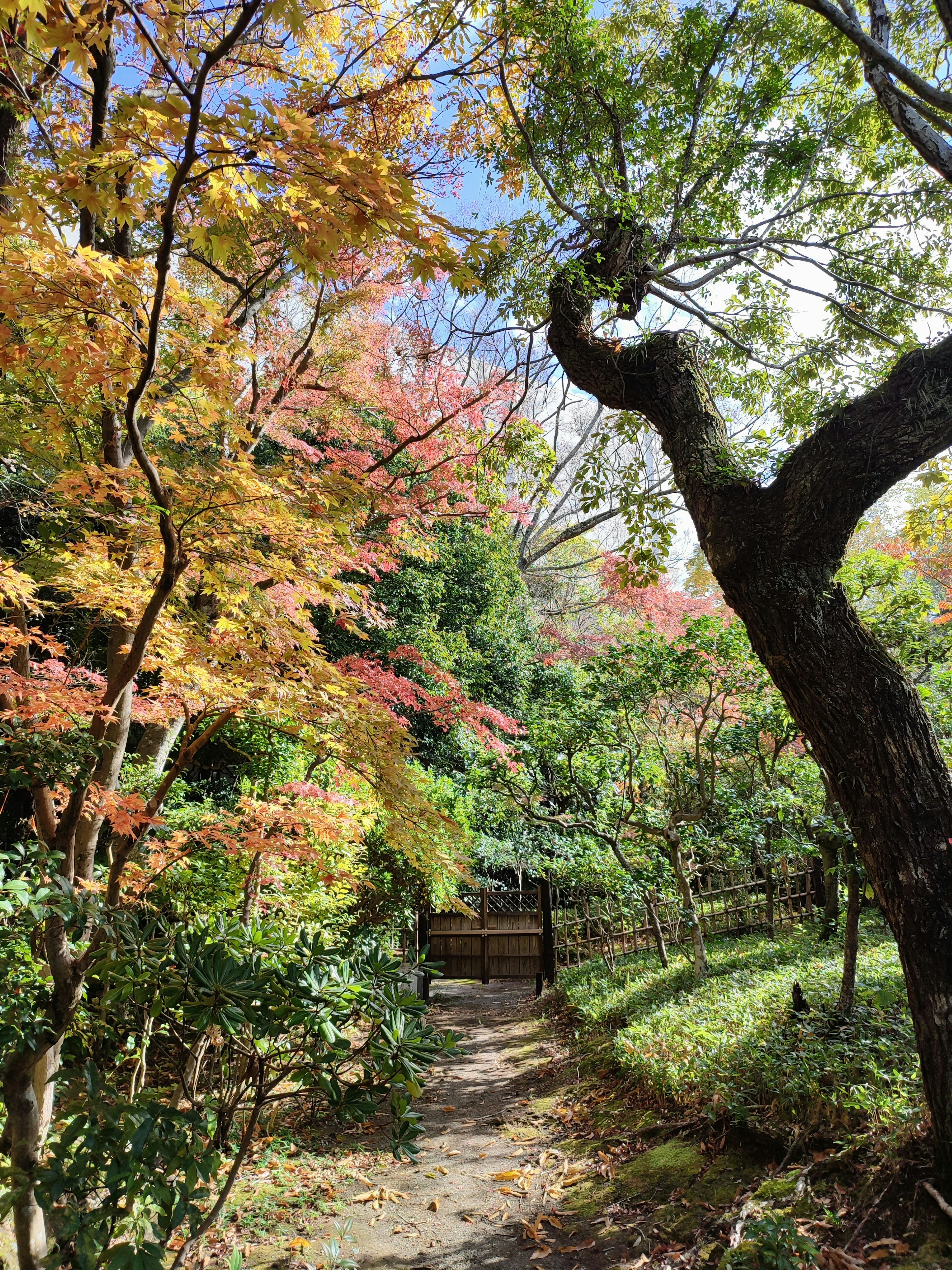 Camino escénico rodeado de hojas de otoño vibrantes y árboles