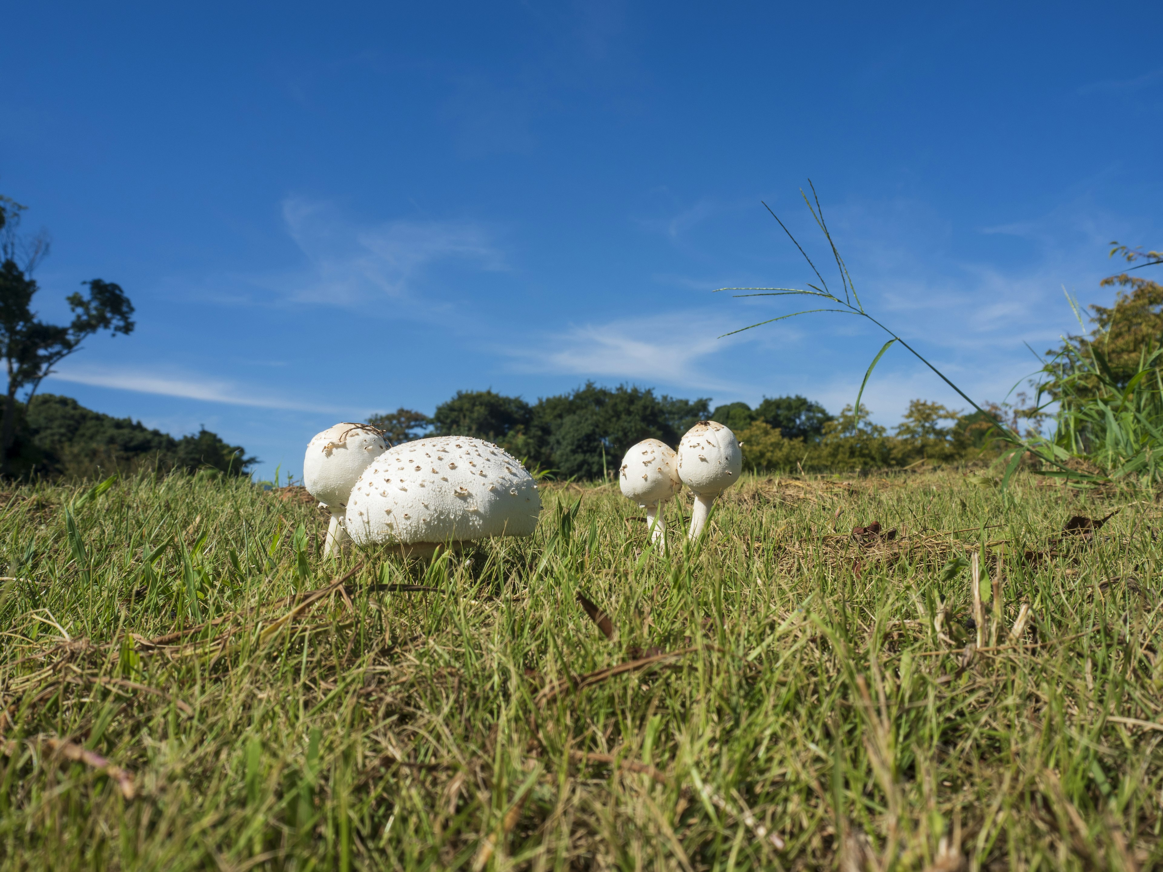 Jamur putih tumbuh di ladang rumput di bawah langit biru