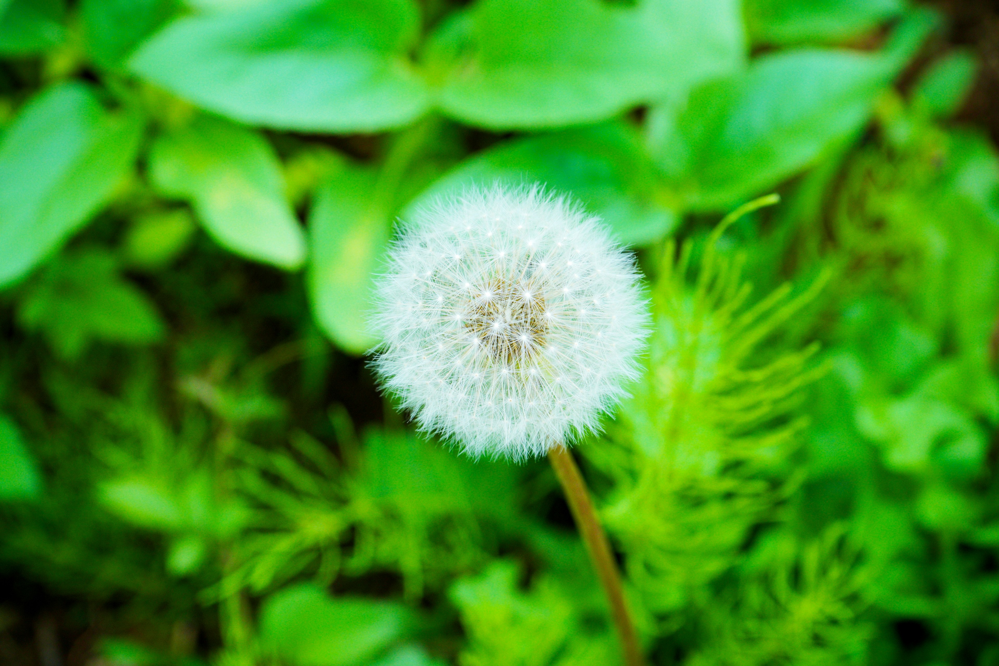 Ein weißer Löwenzahn-Puffball zwischen grünen Blättern