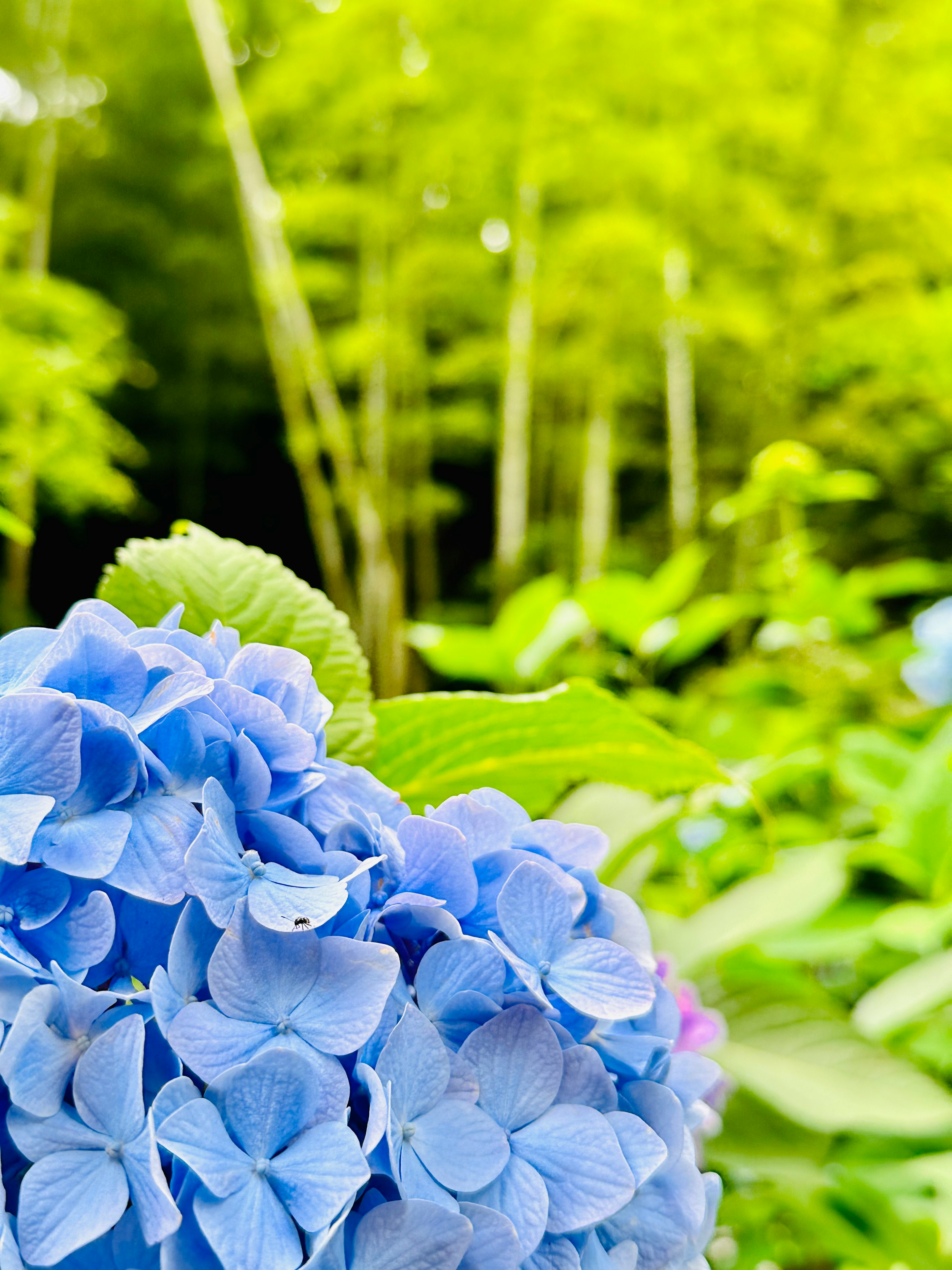 青い紫陽花と緑の竹林の背景