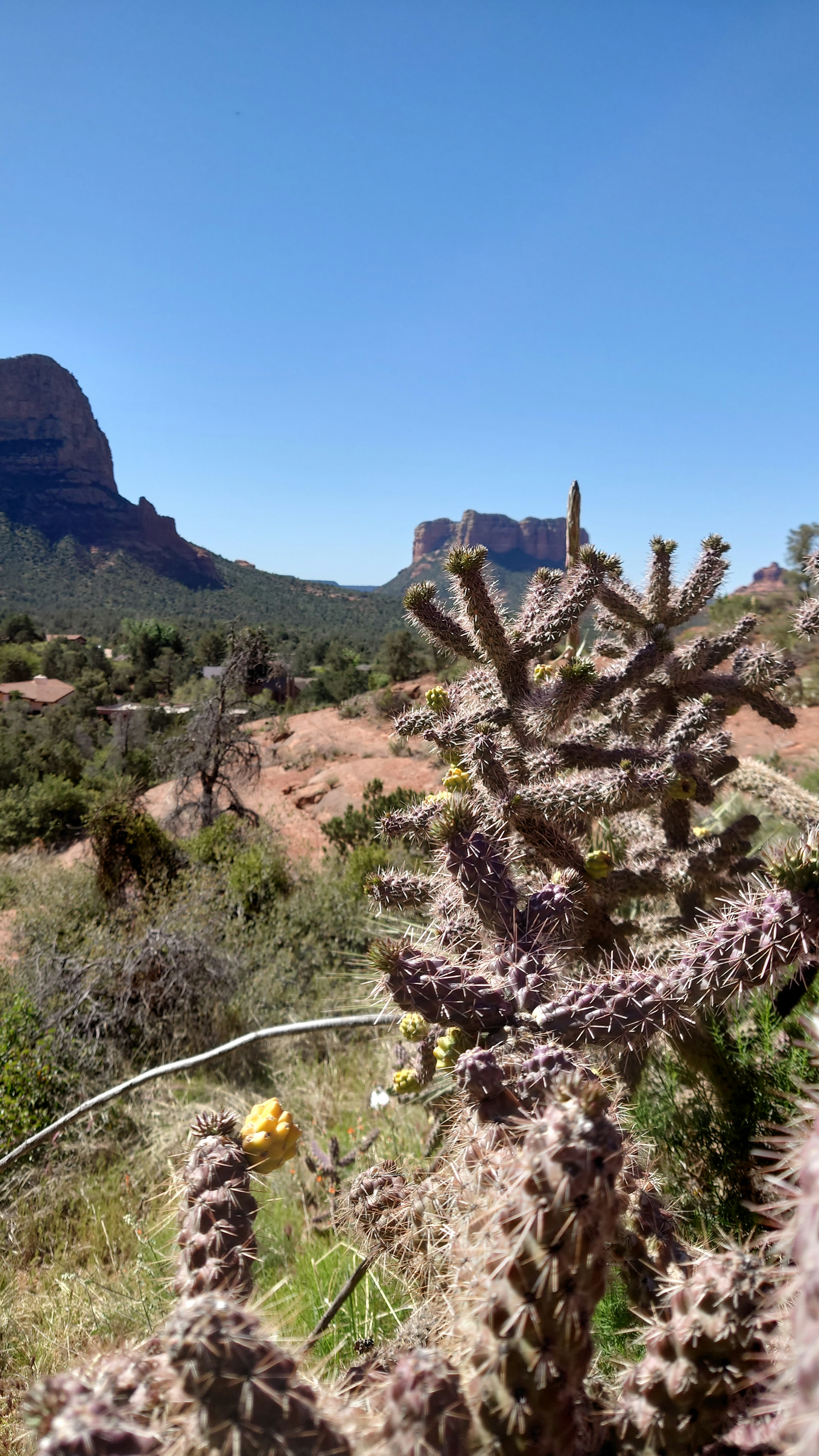 Kaktus di lanskap Sedona dengan gunung di latar belakang