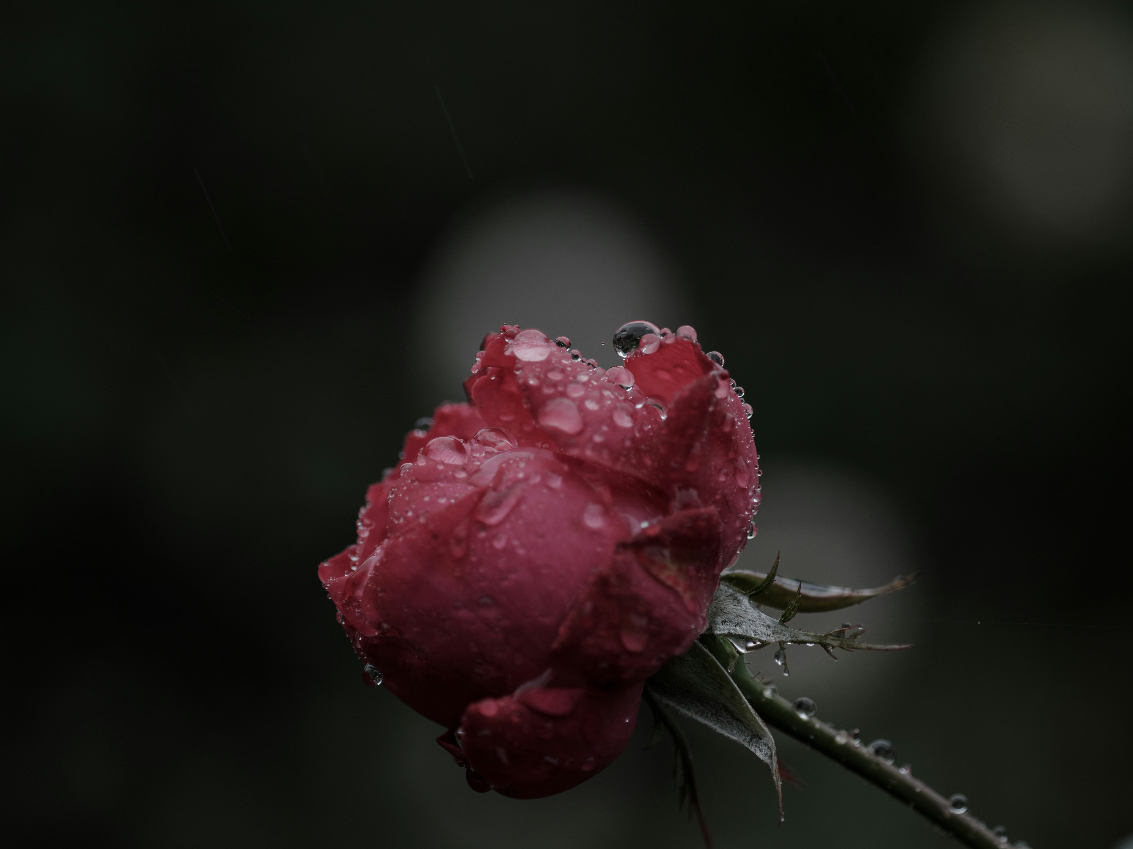 水滴がついた赤いバラの花びらが暗い背景に浮かび上がる