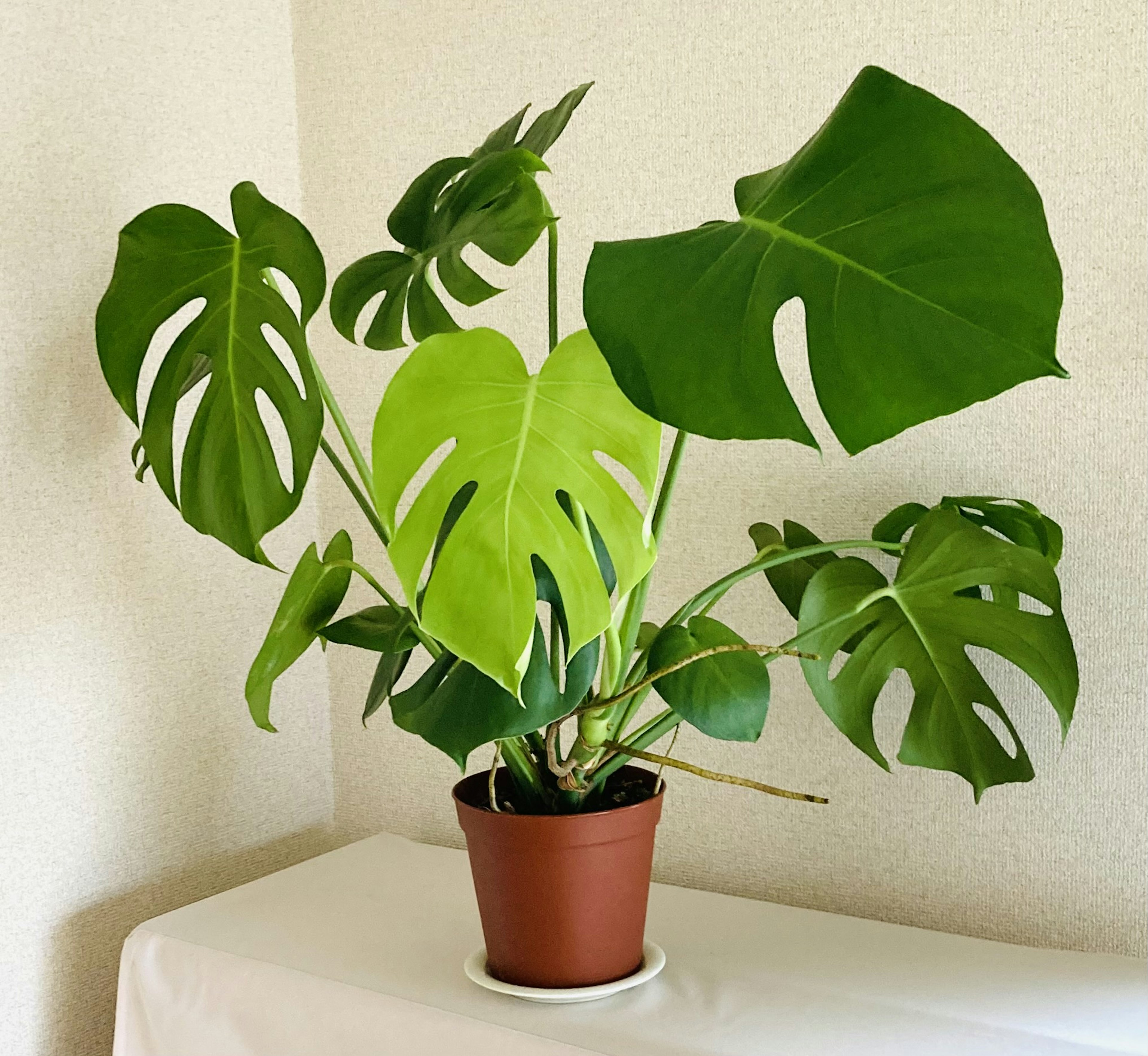 A green Monstera plant in a ceramic pot