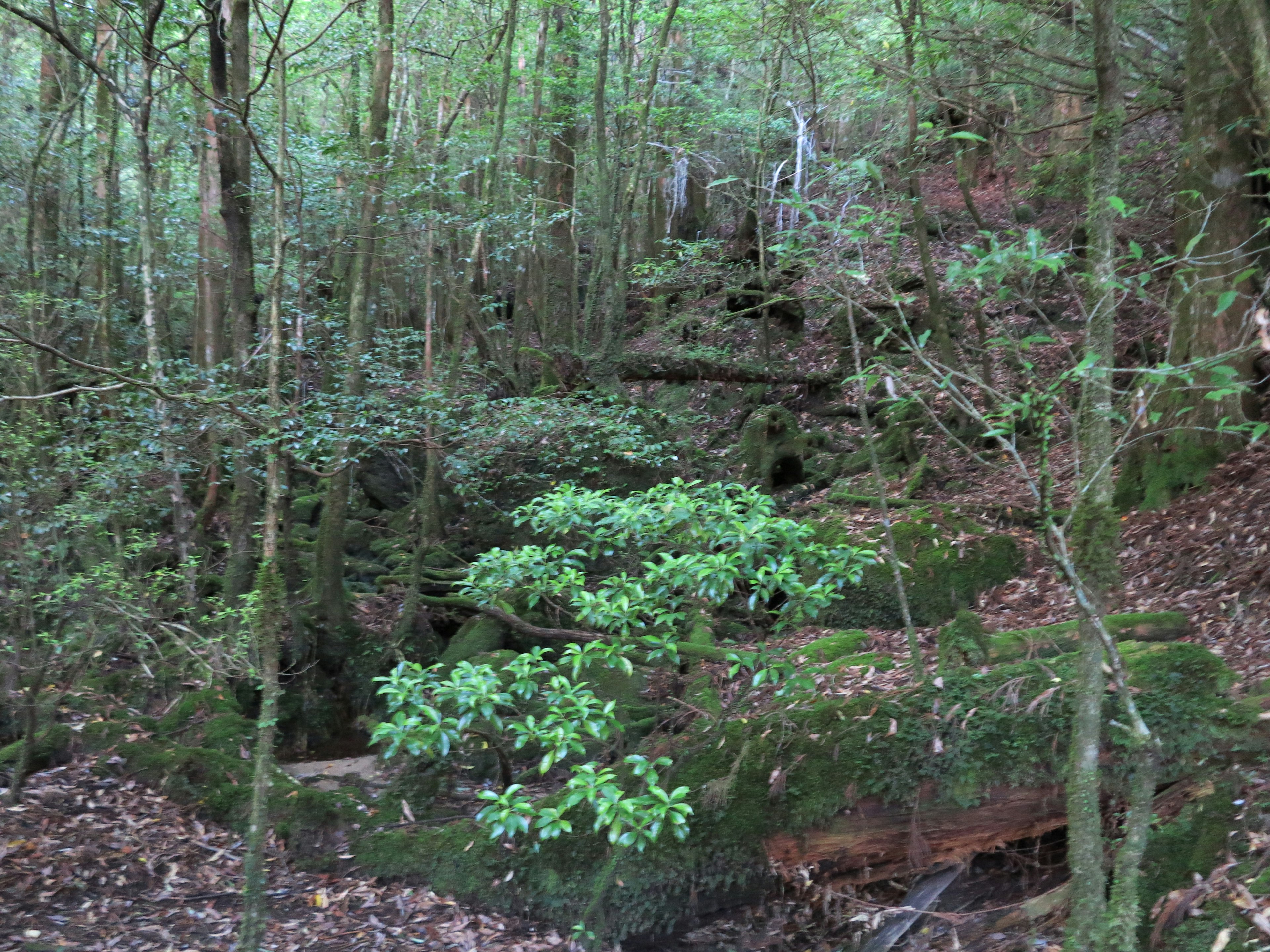 Lush green forest with small tree and moss-covered rocks