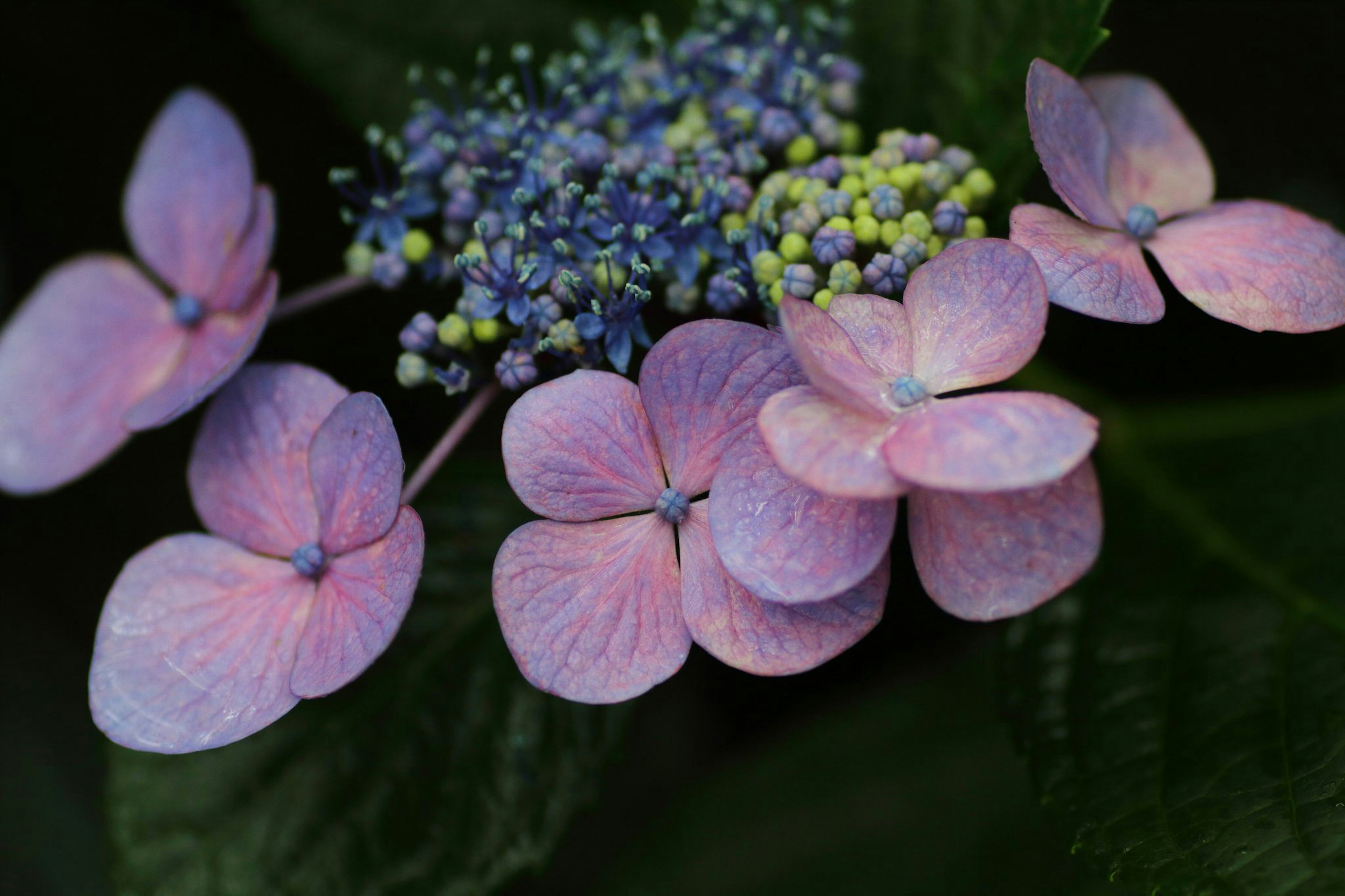 Hermosas flores de hortensia floreciendo en colores vibrantes