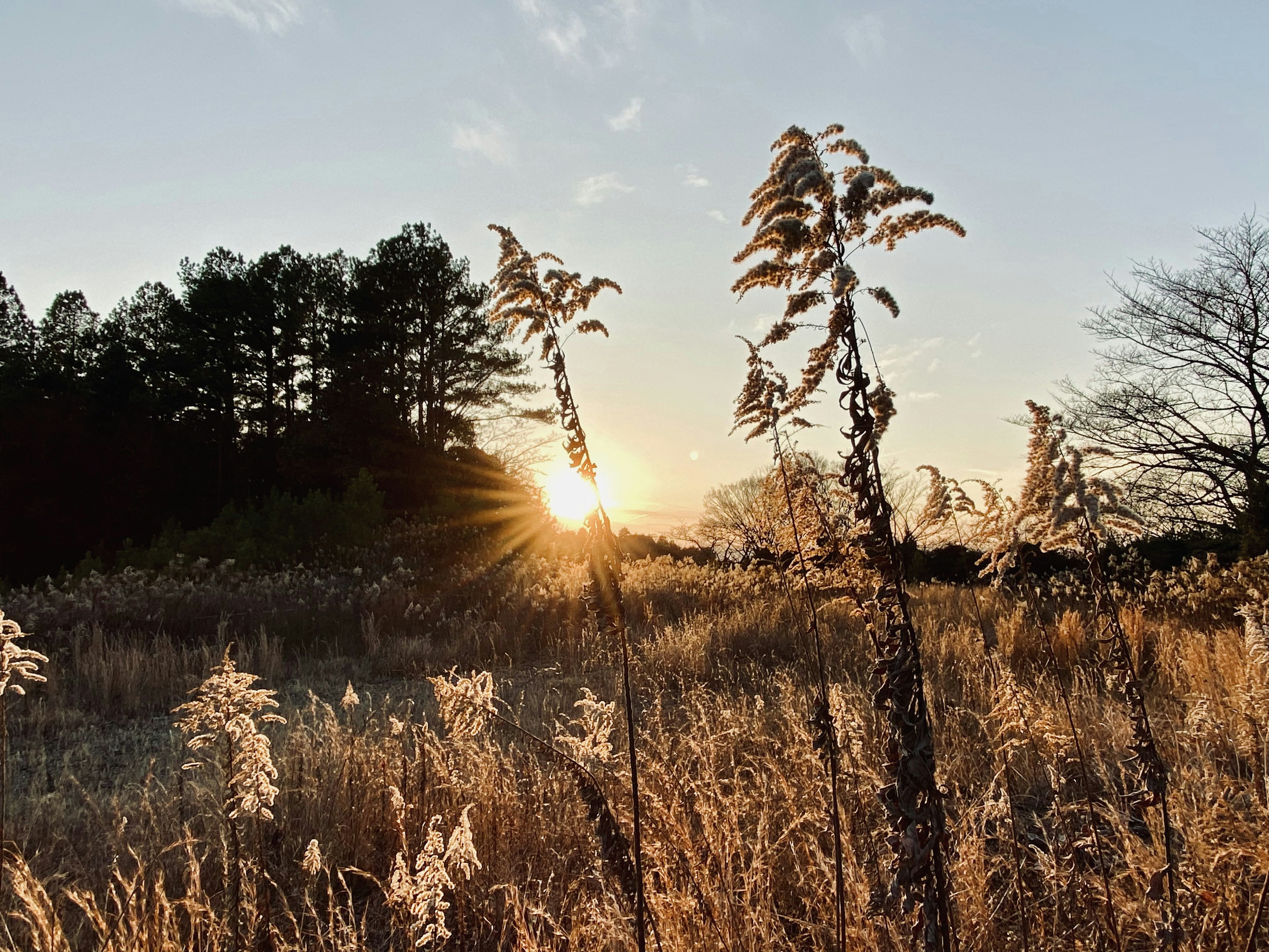 Silhouettes of tall grasses against a sunset with trees in the background