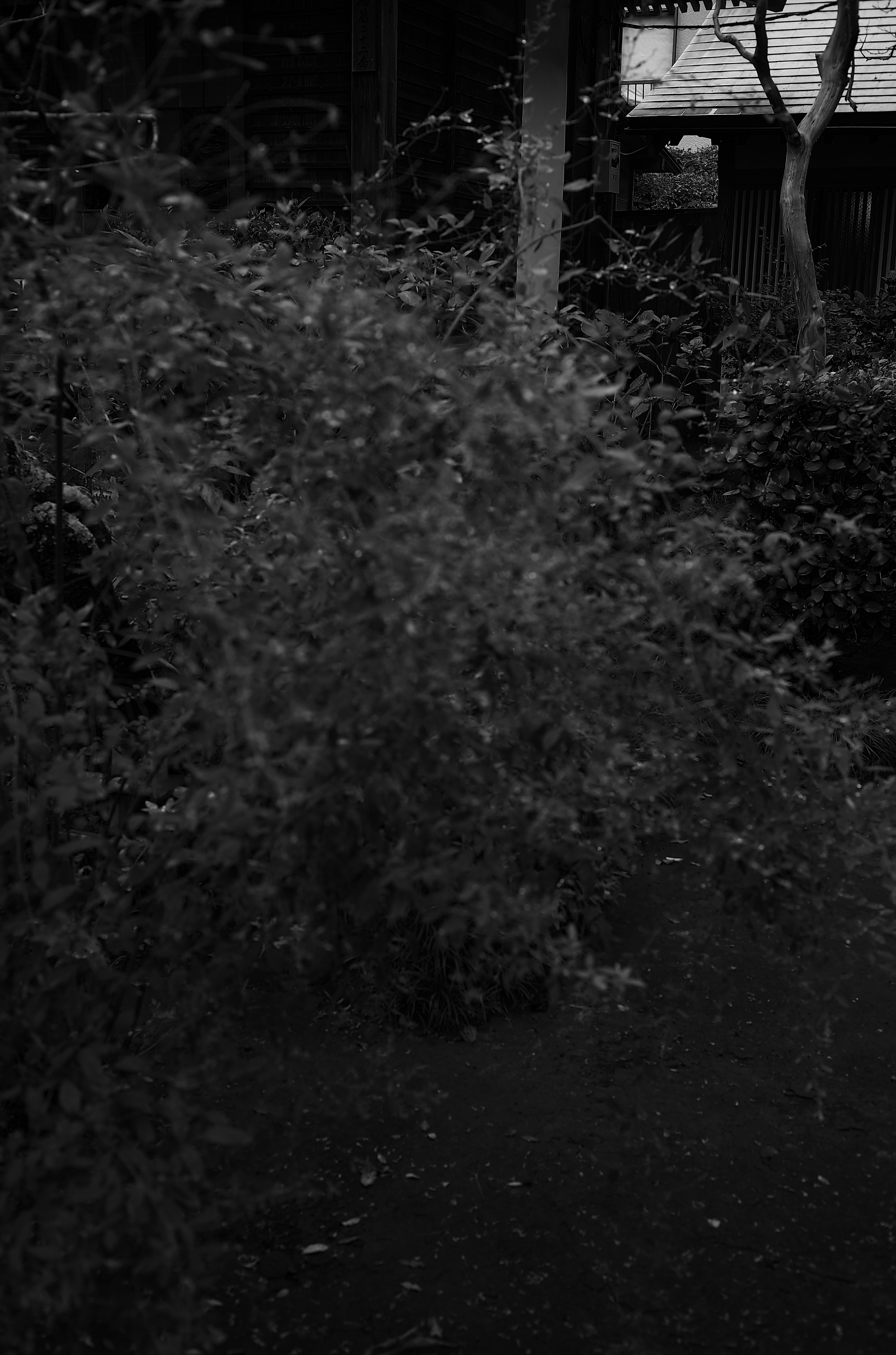 Dimly lit park scene with dense foliage