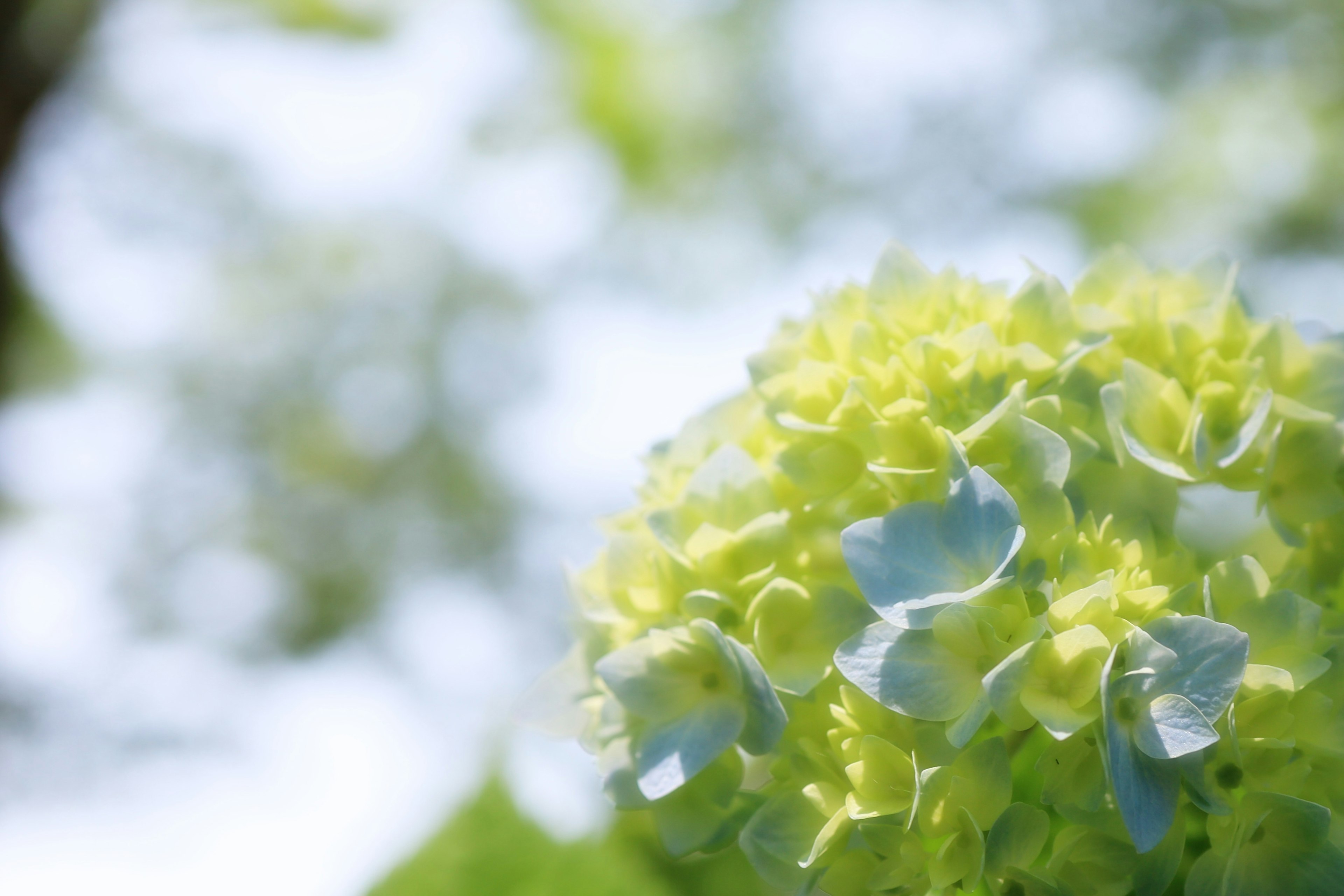 Primer plano de una flor de hortensia verde con pétalos azul claro