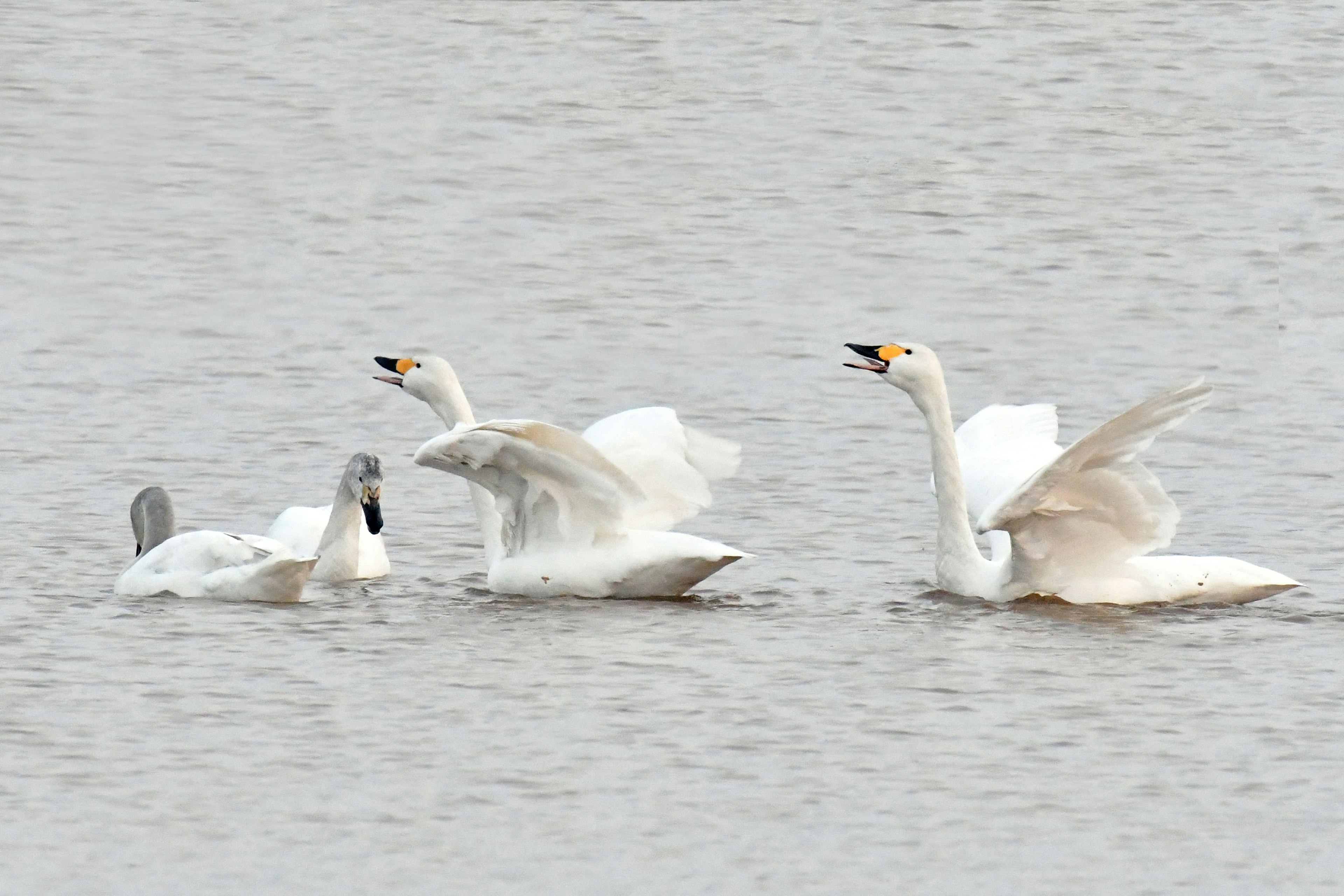 Schwäne auf dem Wasser, die ihre Flügel ausbreiten