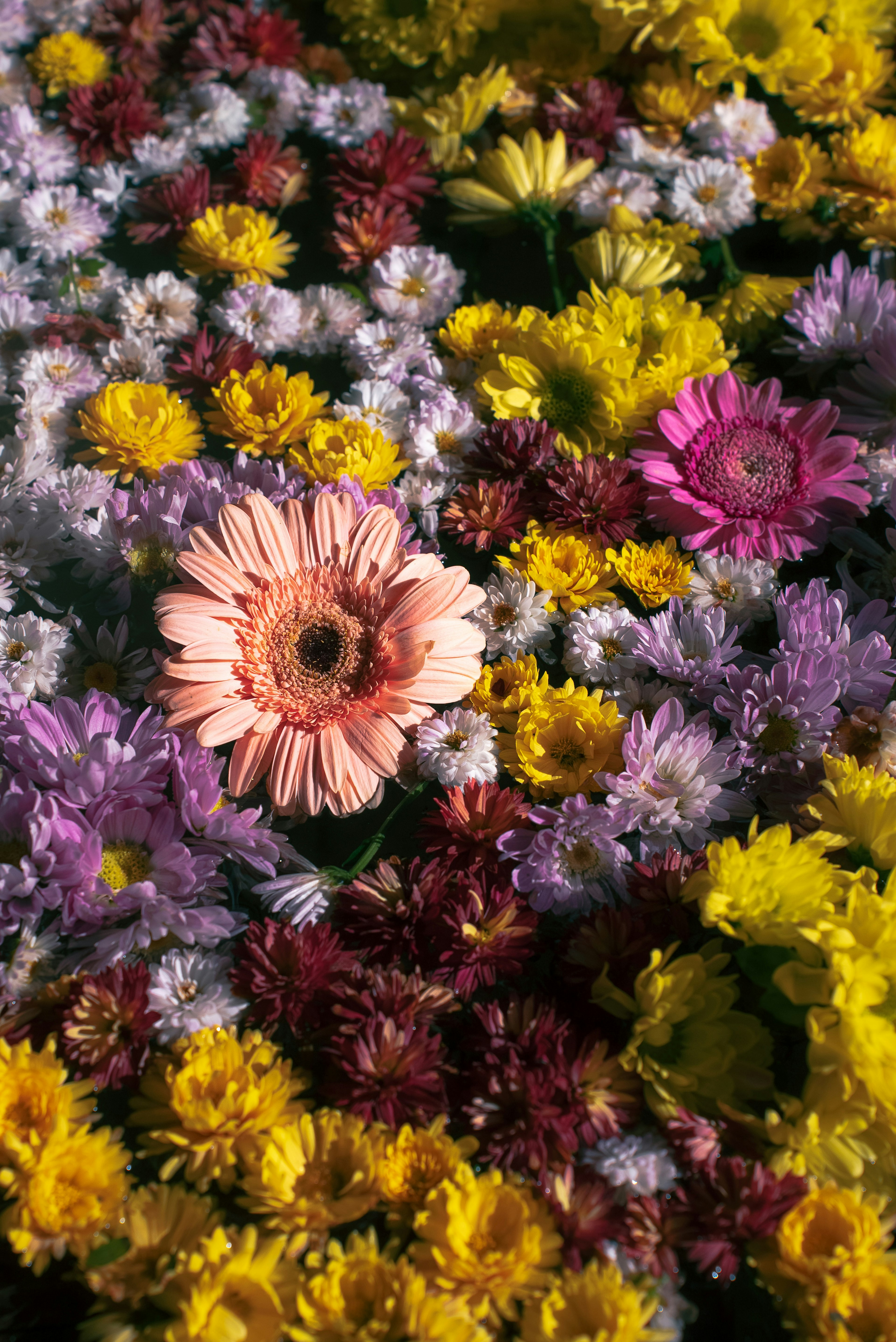 Colorful flowers blooming with a prominent pink flower in the center