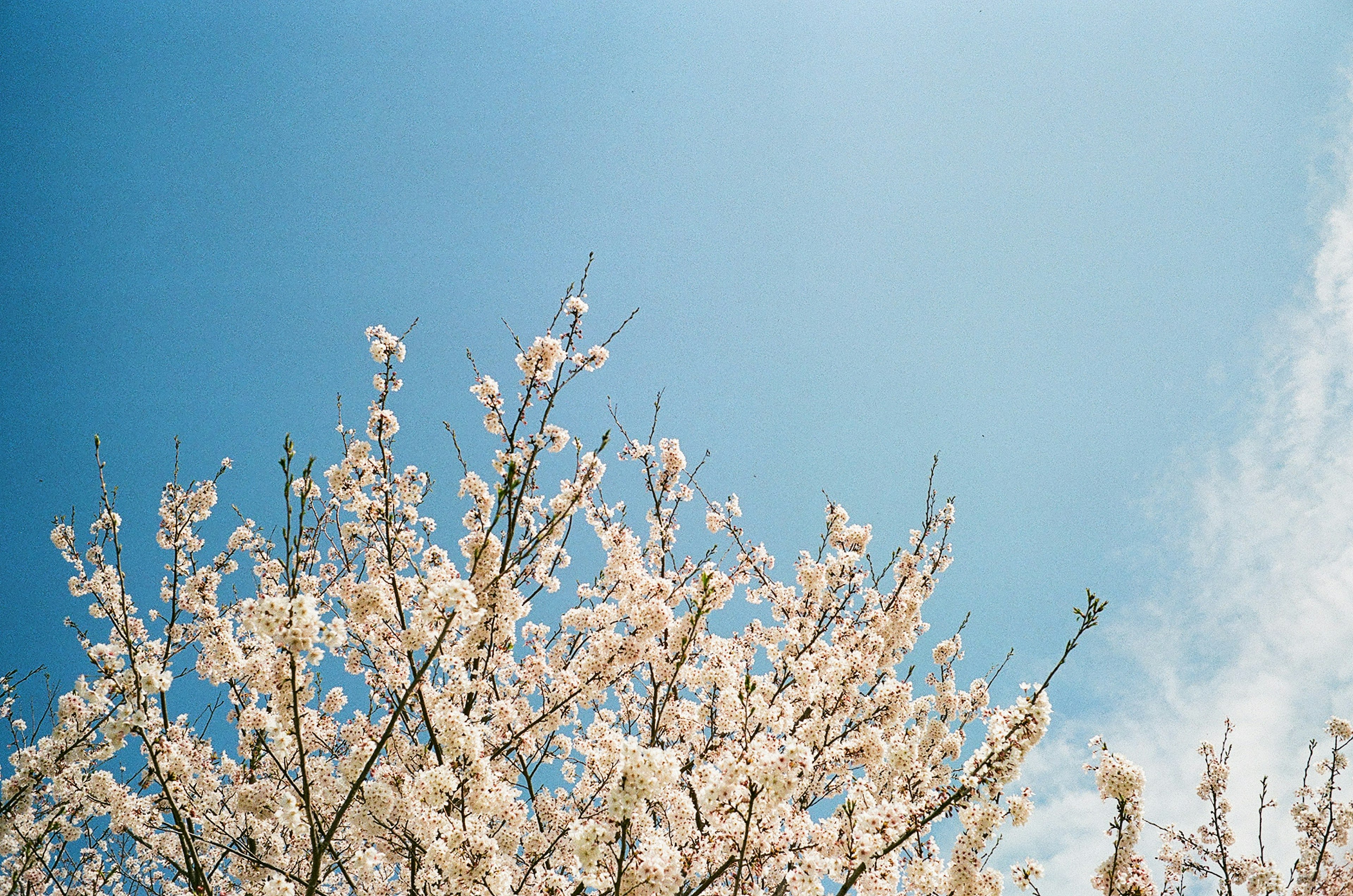 Cherry blossom tree against a clear blue sky