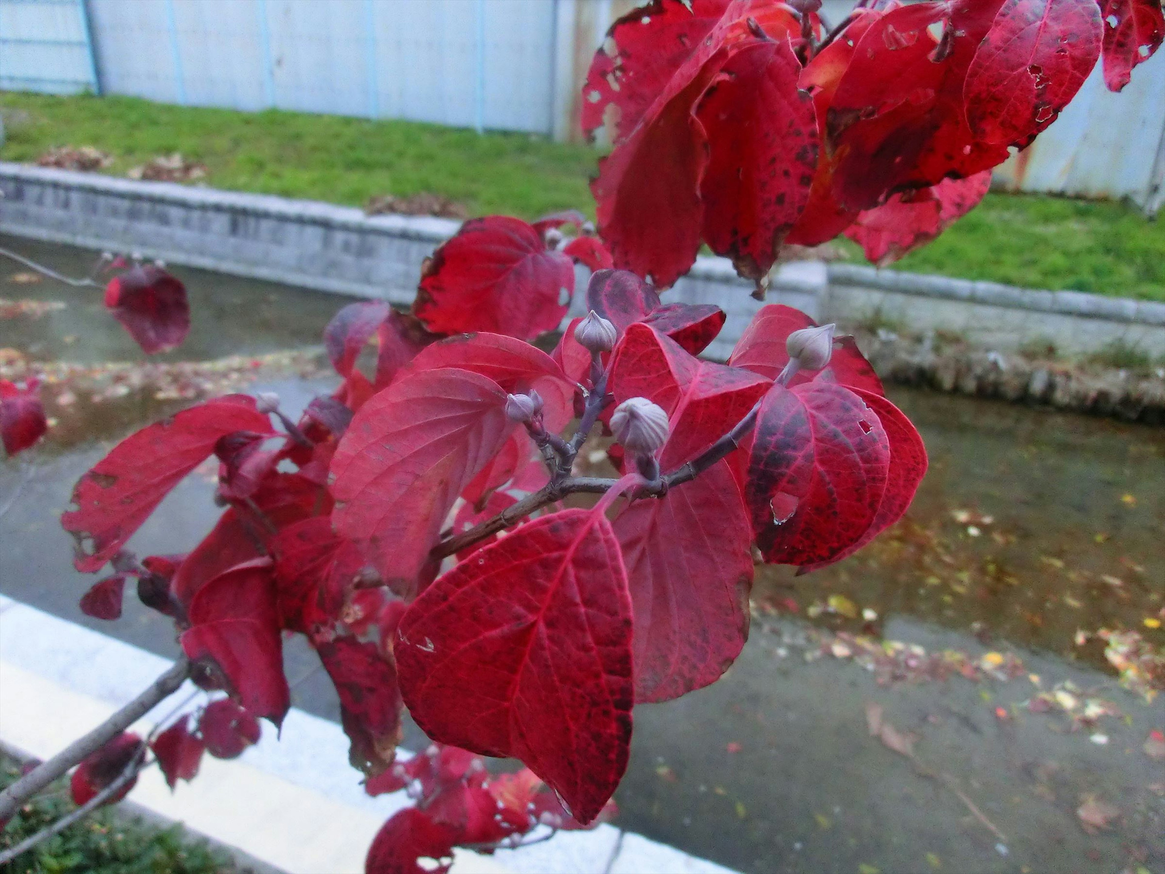 赤い葉と水辺が特徴の植物のクローズアップ