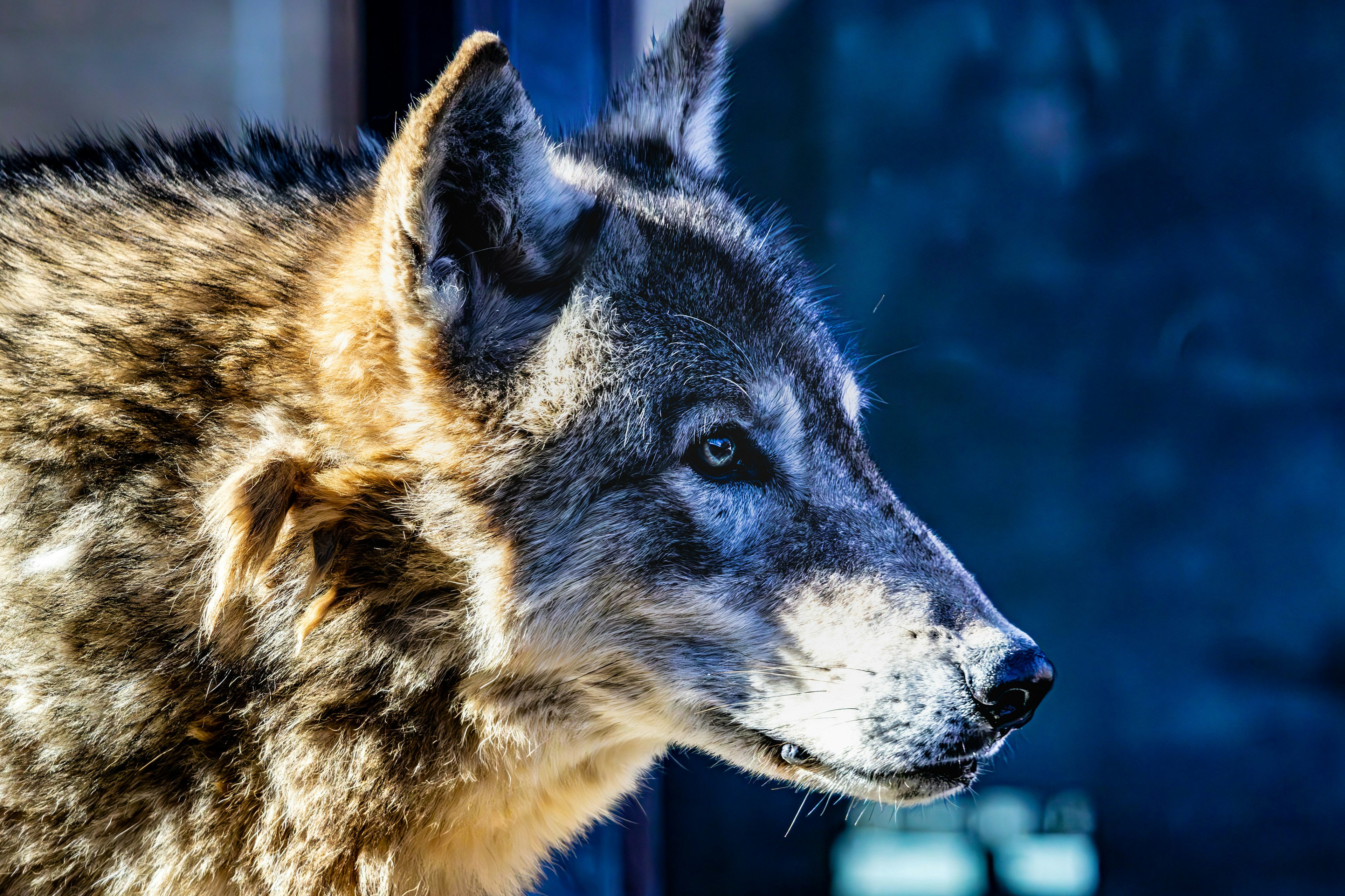 Profil dekat serigala dengan bulu tebal dan mata biru yang mencolok