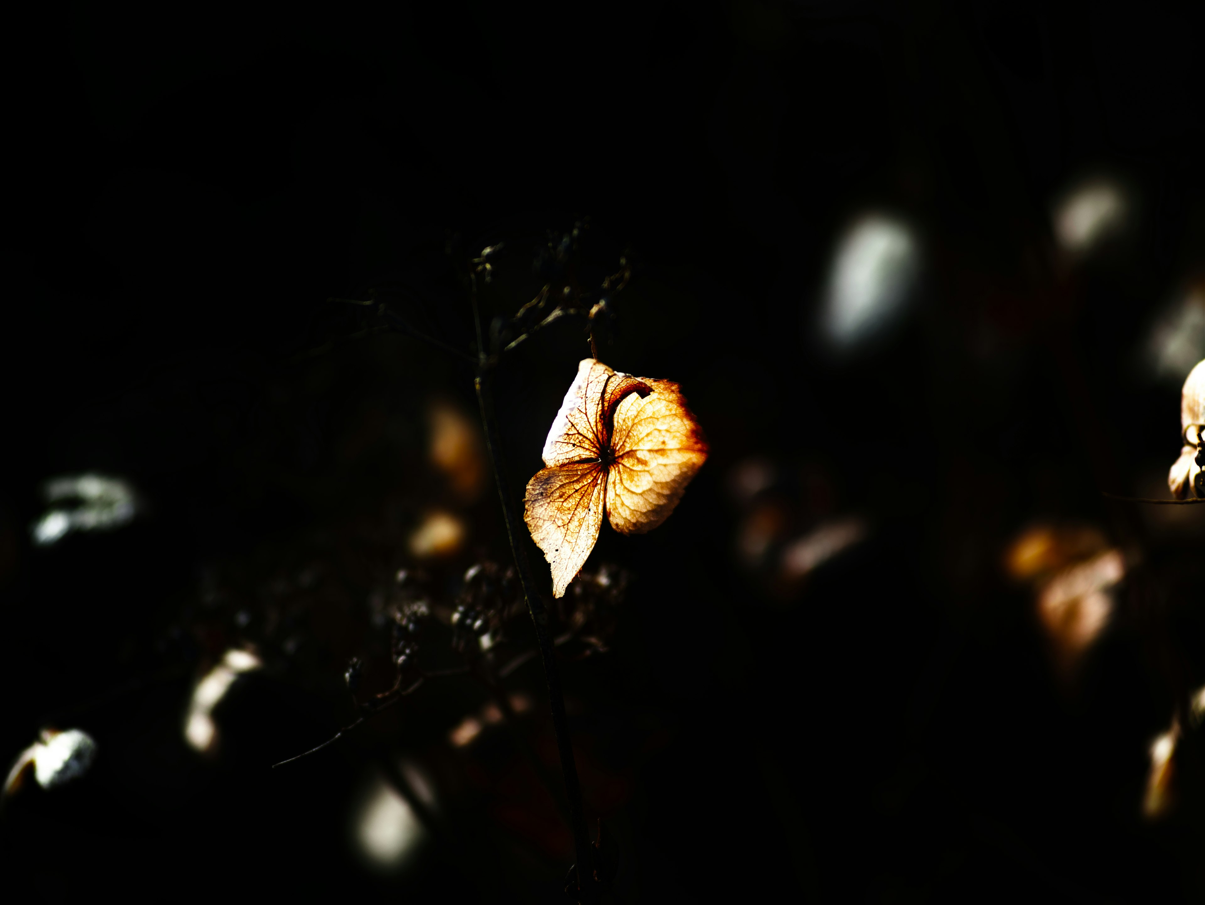 White petals and brown leaves against a dark background