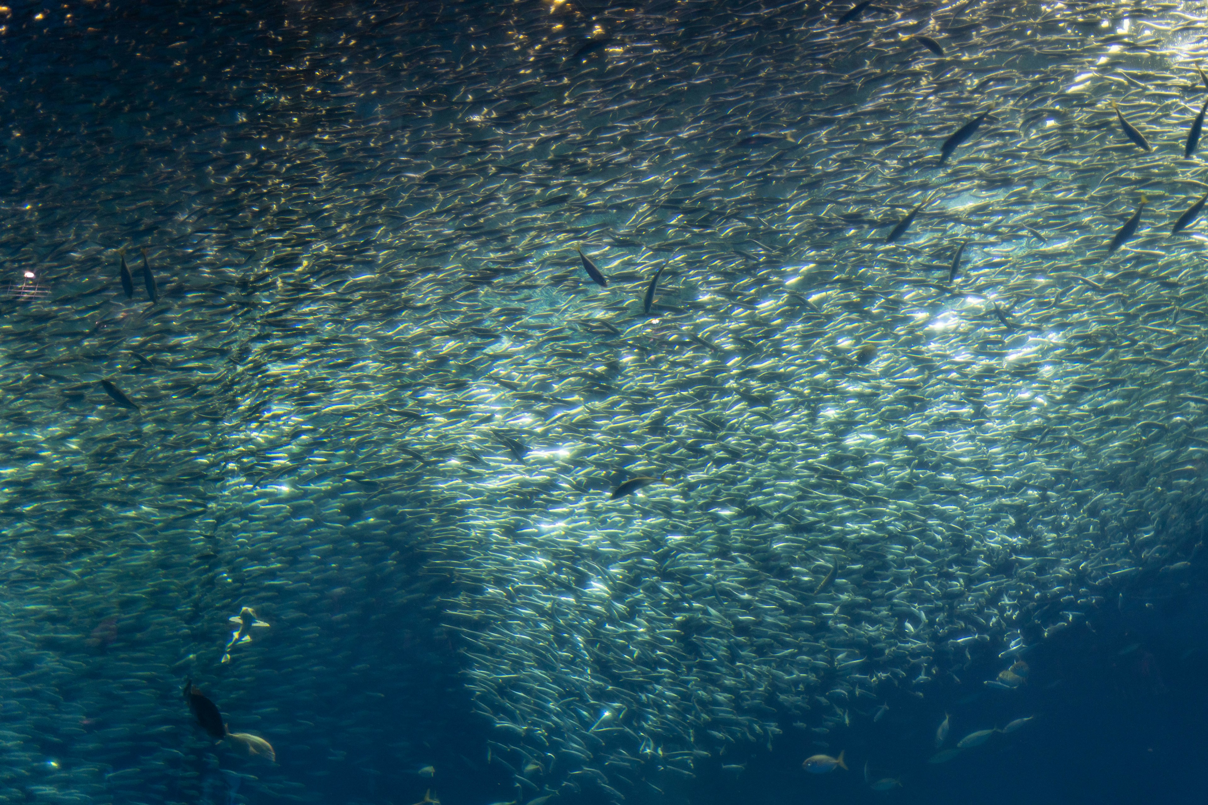 Banco de peces nadando bajo el agua reflejando la luz