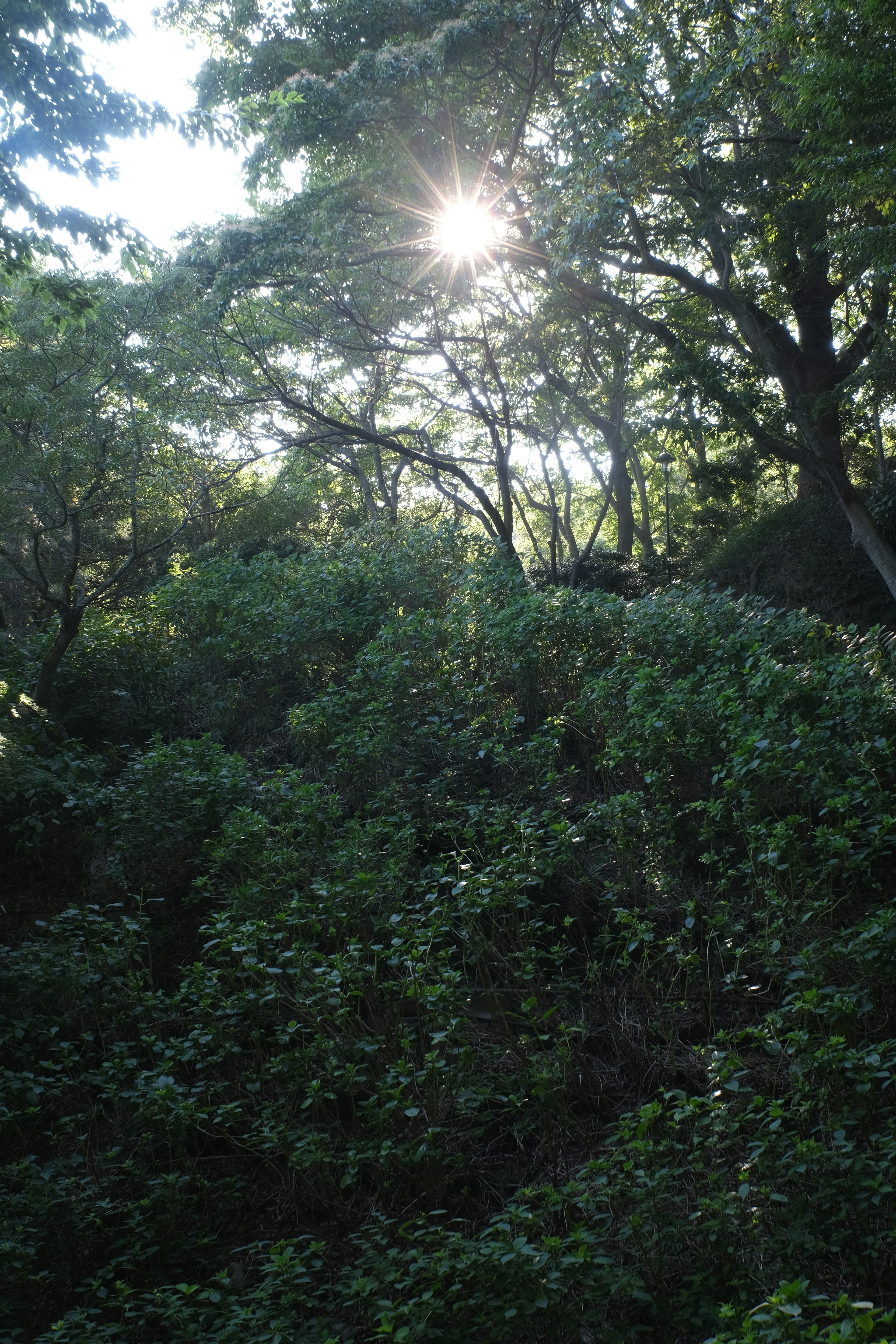 緑豊かな森の中で、太陽の光が木々の間から差し込んでいる