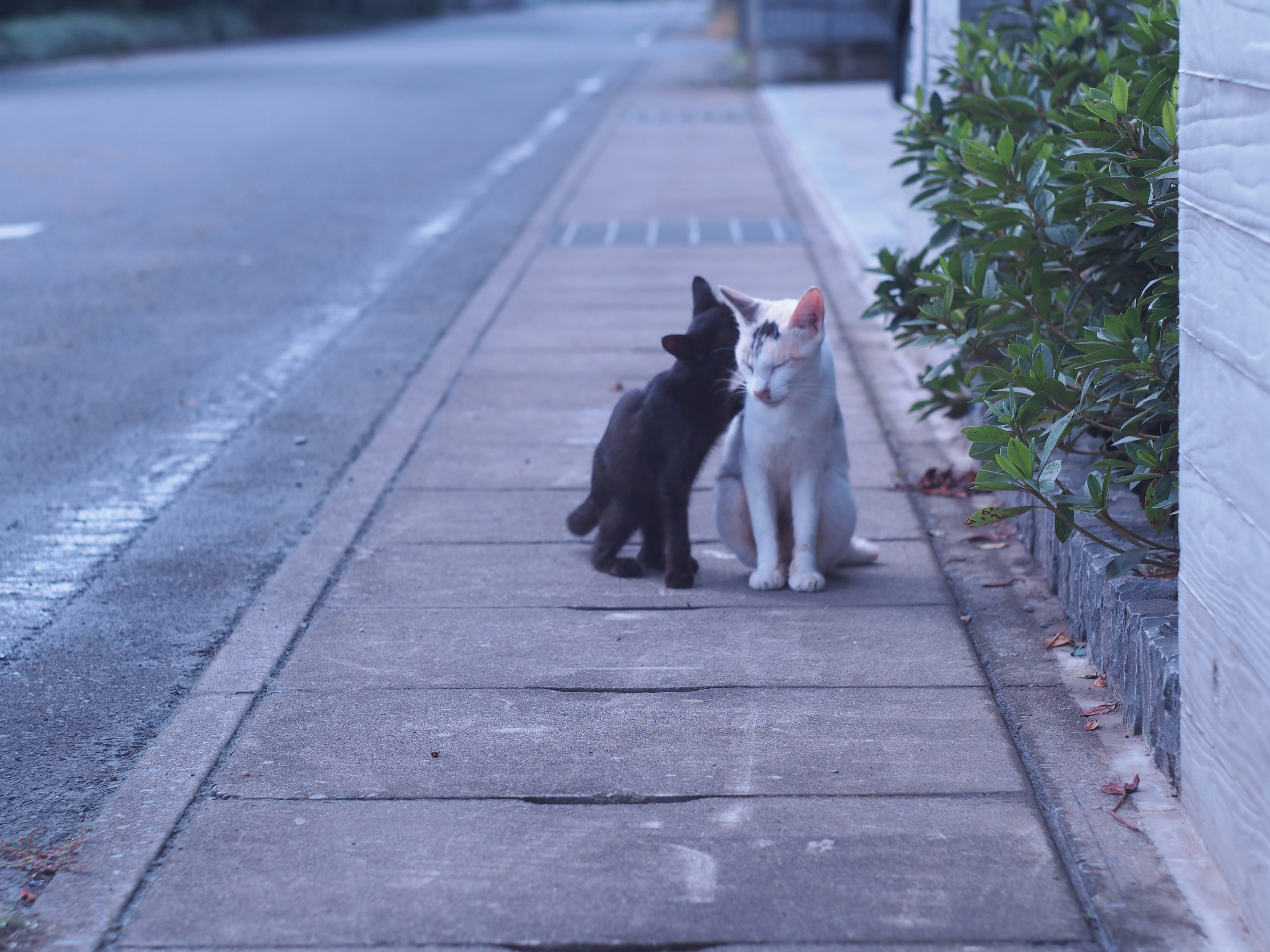 Gatitos negros y blancos acurrucados en la acera