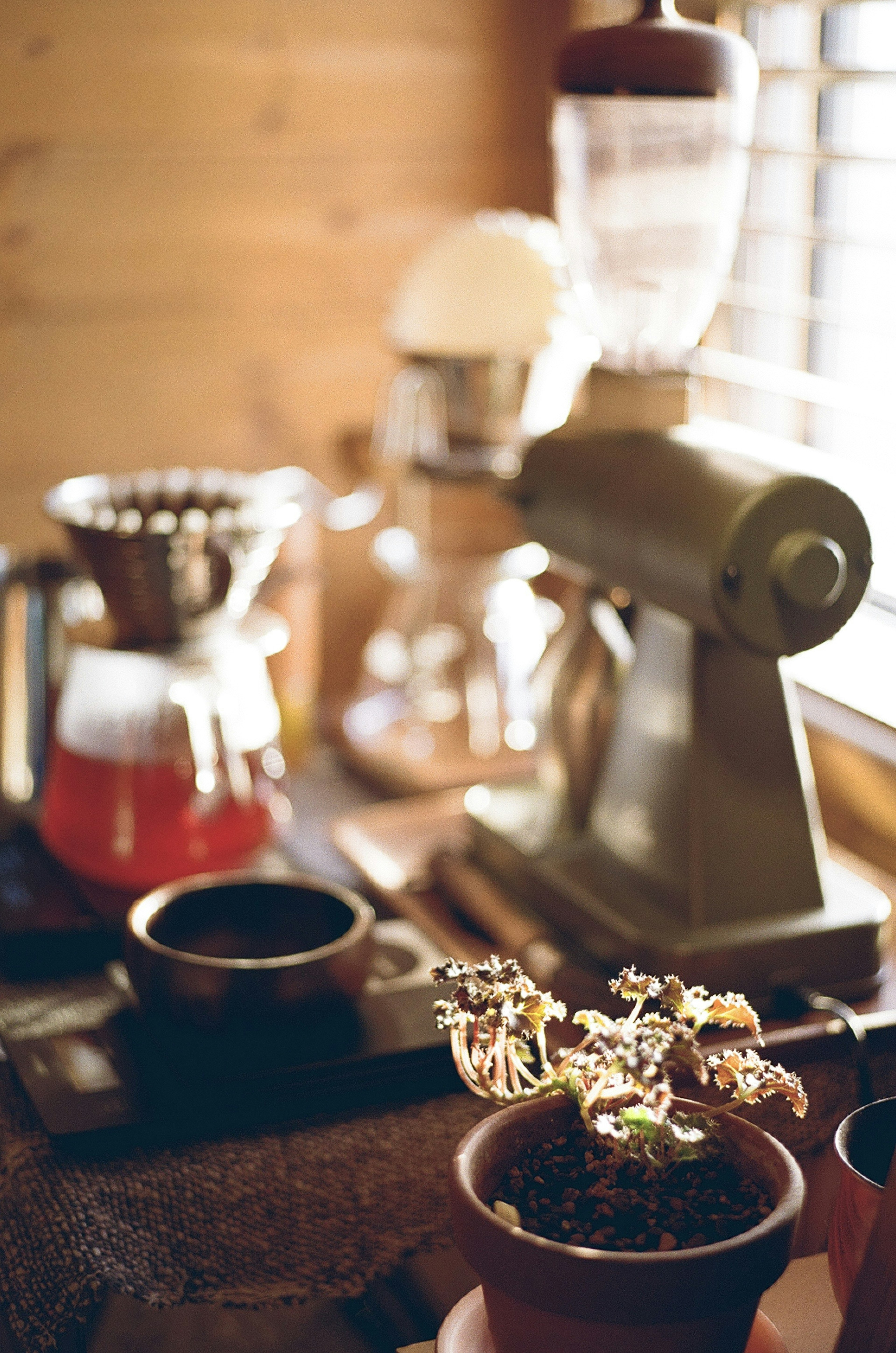 Coffee equipment and small plants on a café counter