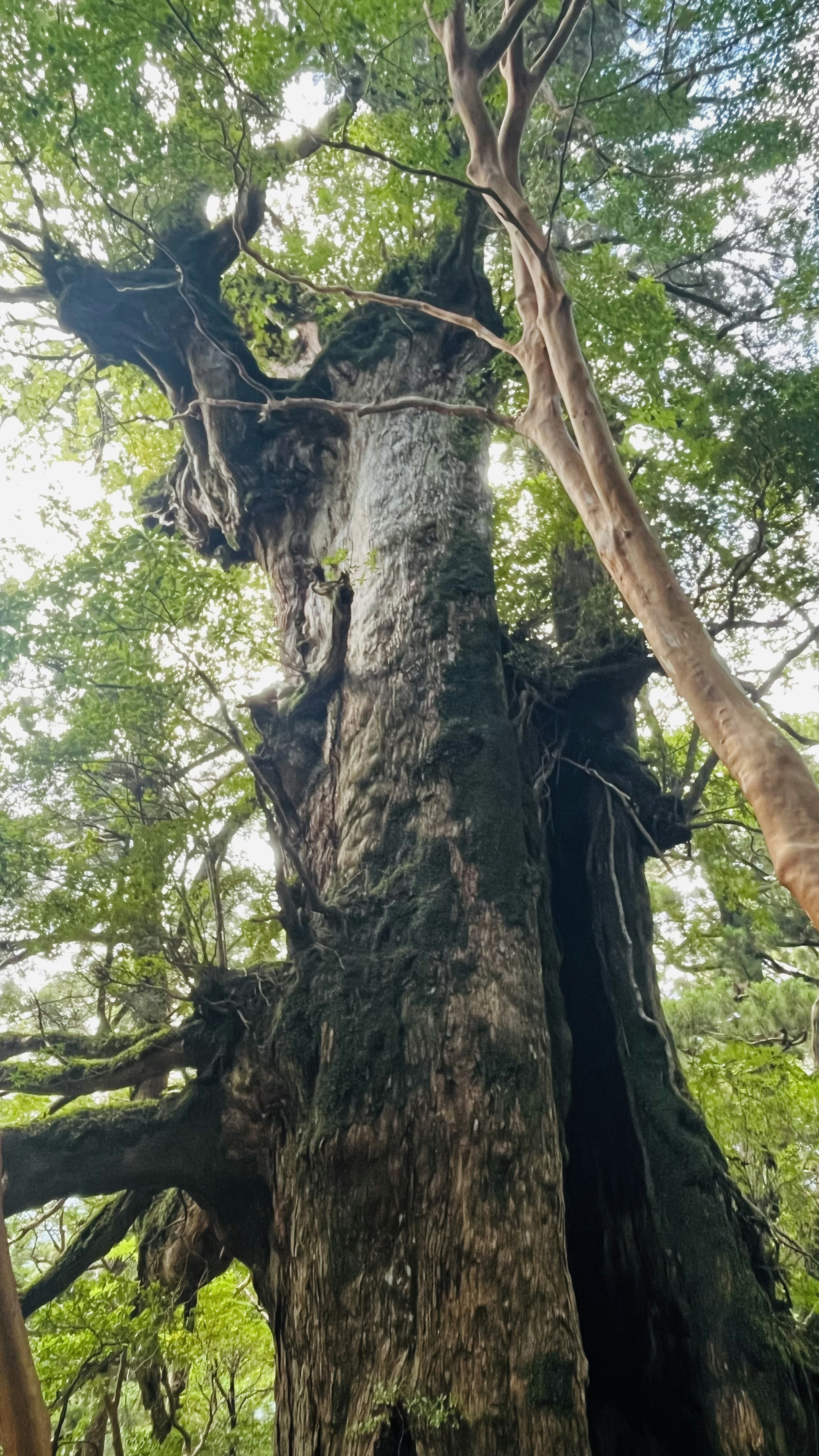 大きな木の幹と豊かな緑の葉が生い茂る景色